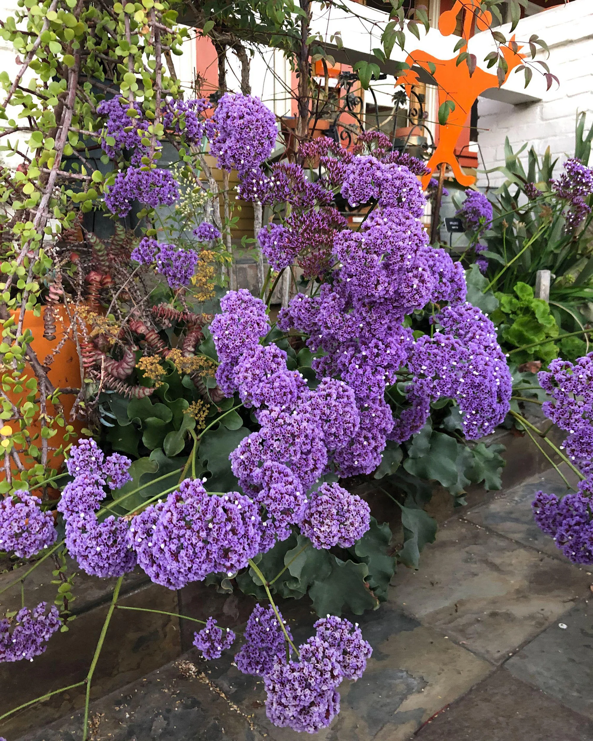 Limonium perezii - Image 4