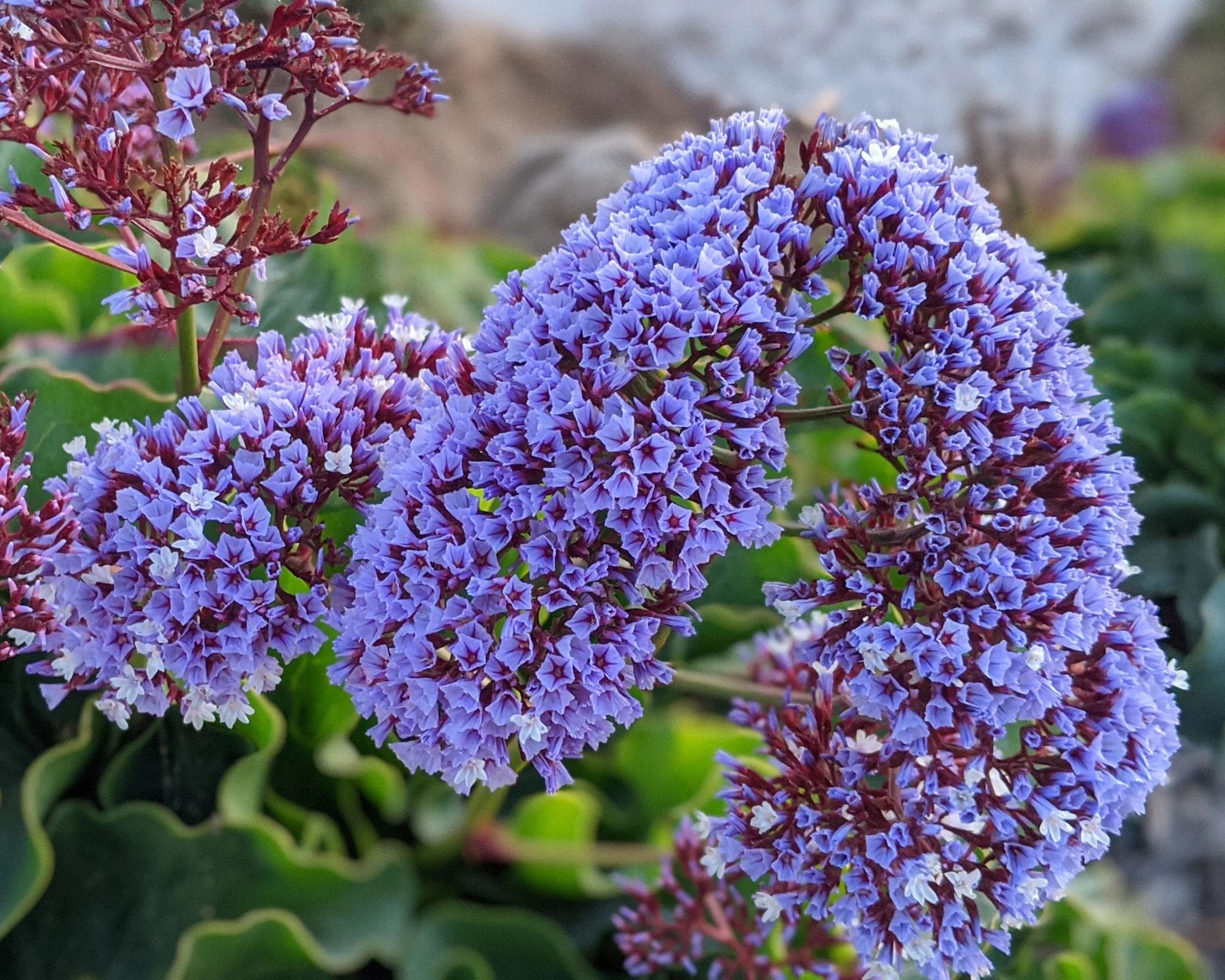 Limonium perezii - Image 5