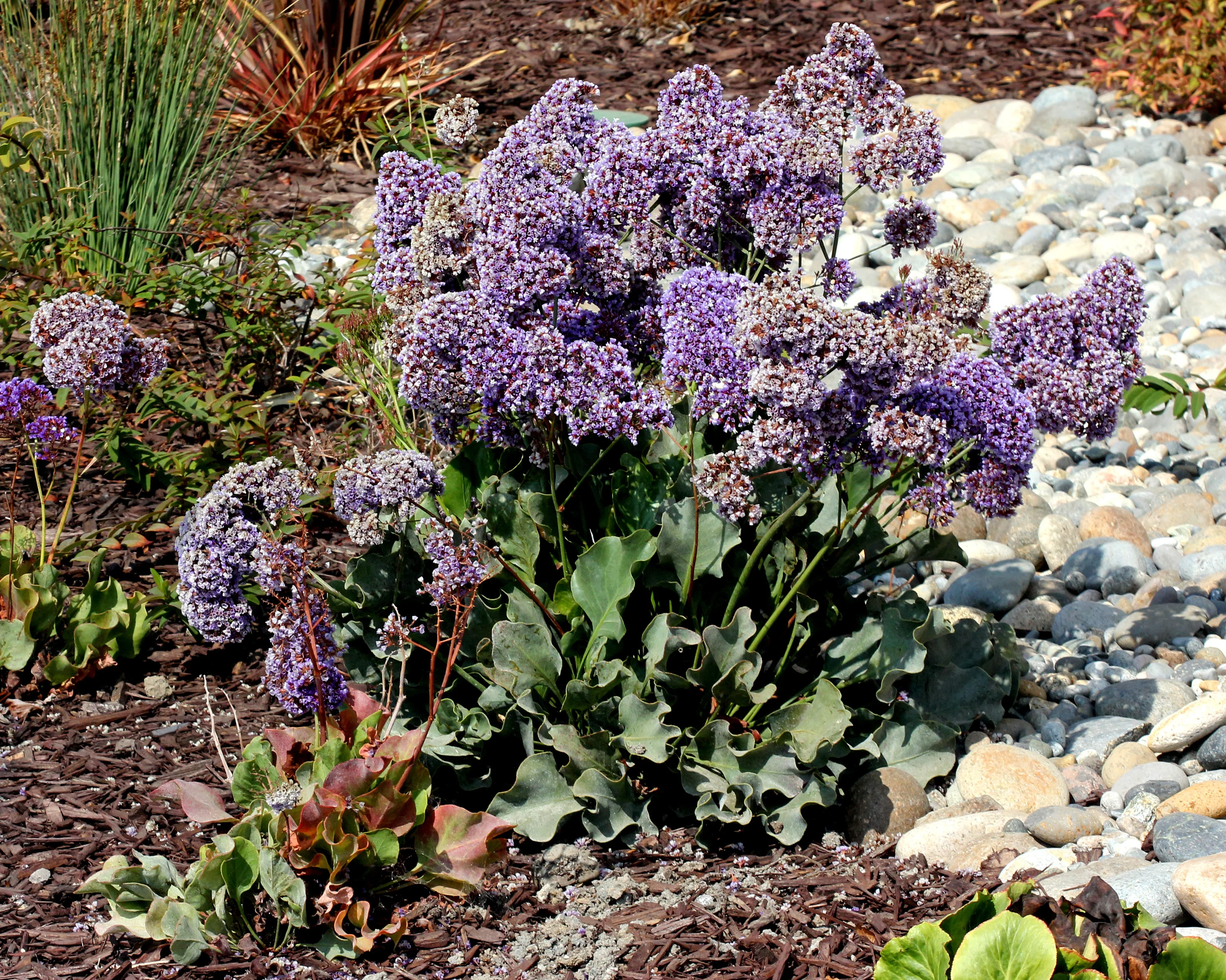Limonium perezii - Image 6