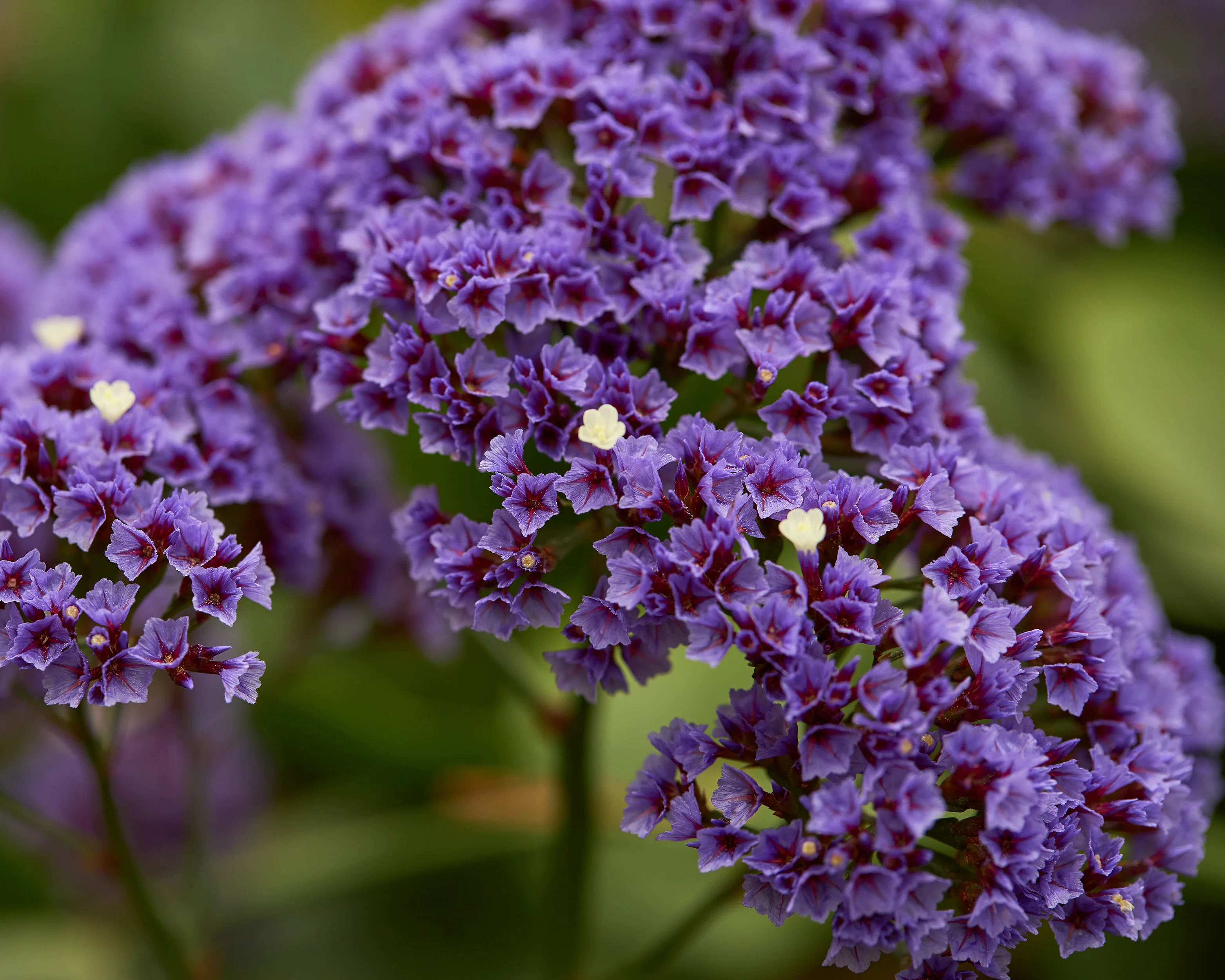 Limonium perezii - Image 7