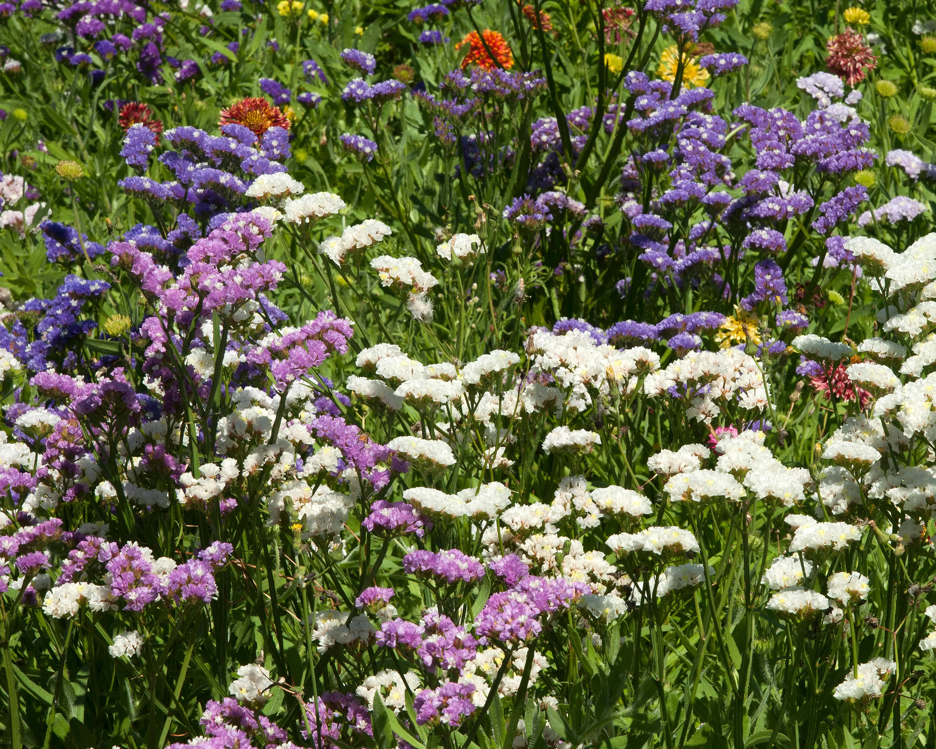 Limonium perezii - Image 8