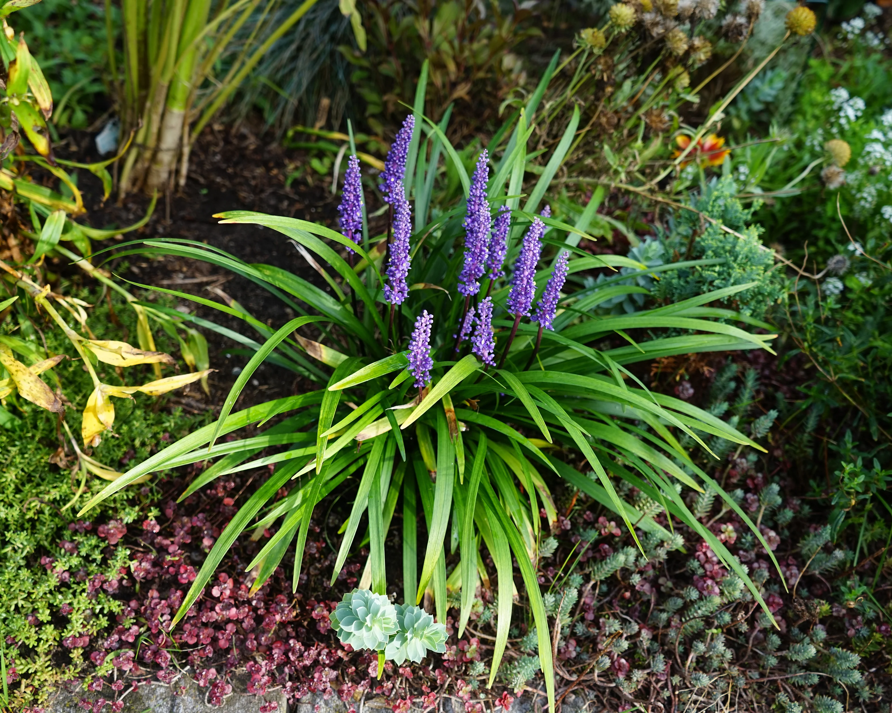 Liriope 'Moneymaker' - Image 3