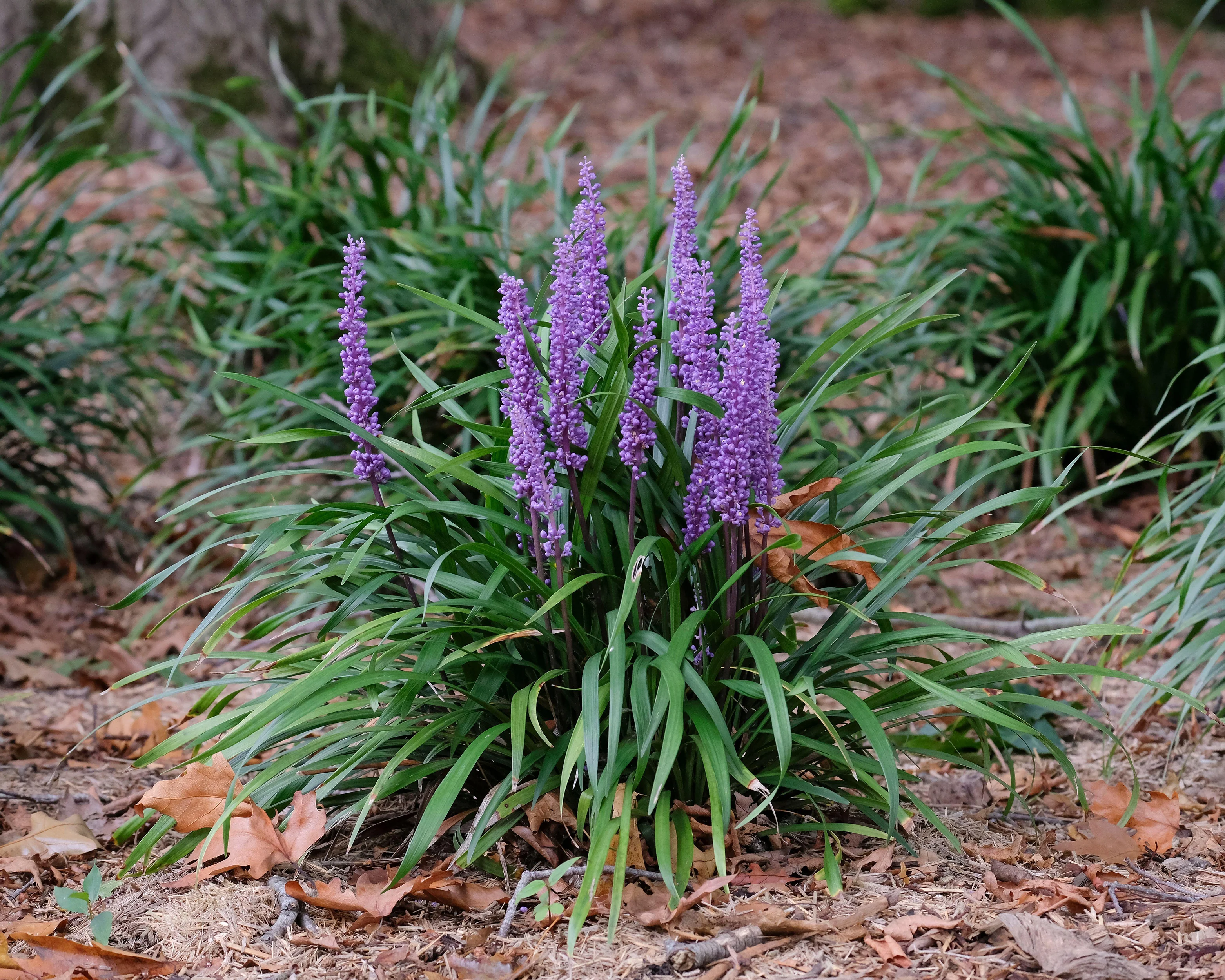 Liriope 'Moneymaker' - Image 4