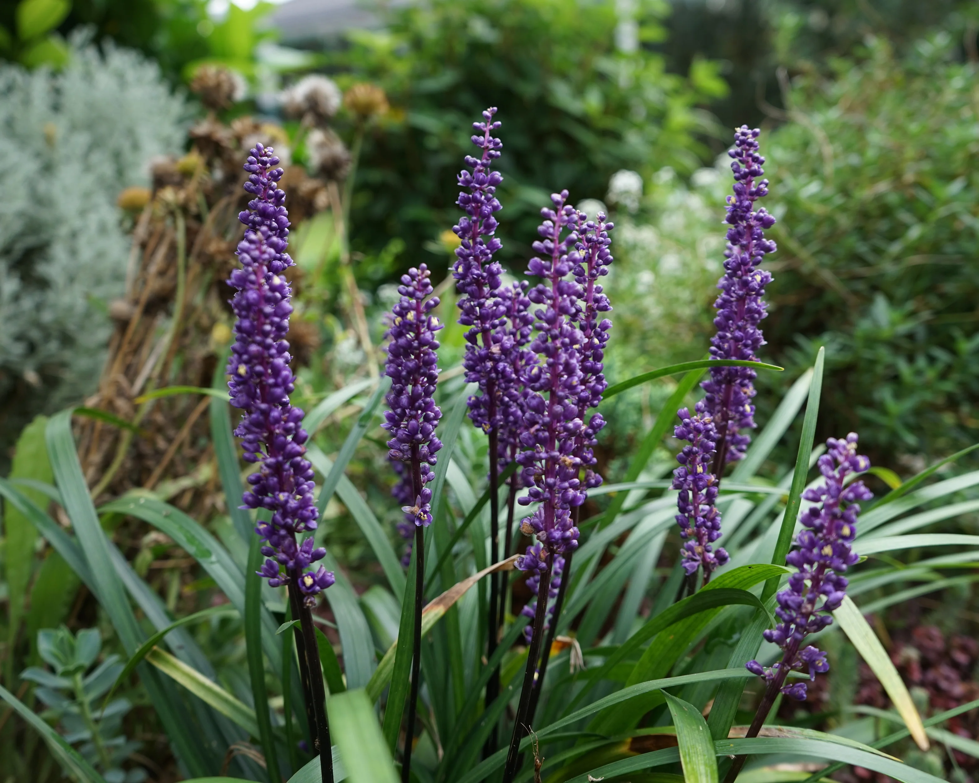 Liriope 'Moneymaker' - Image 5