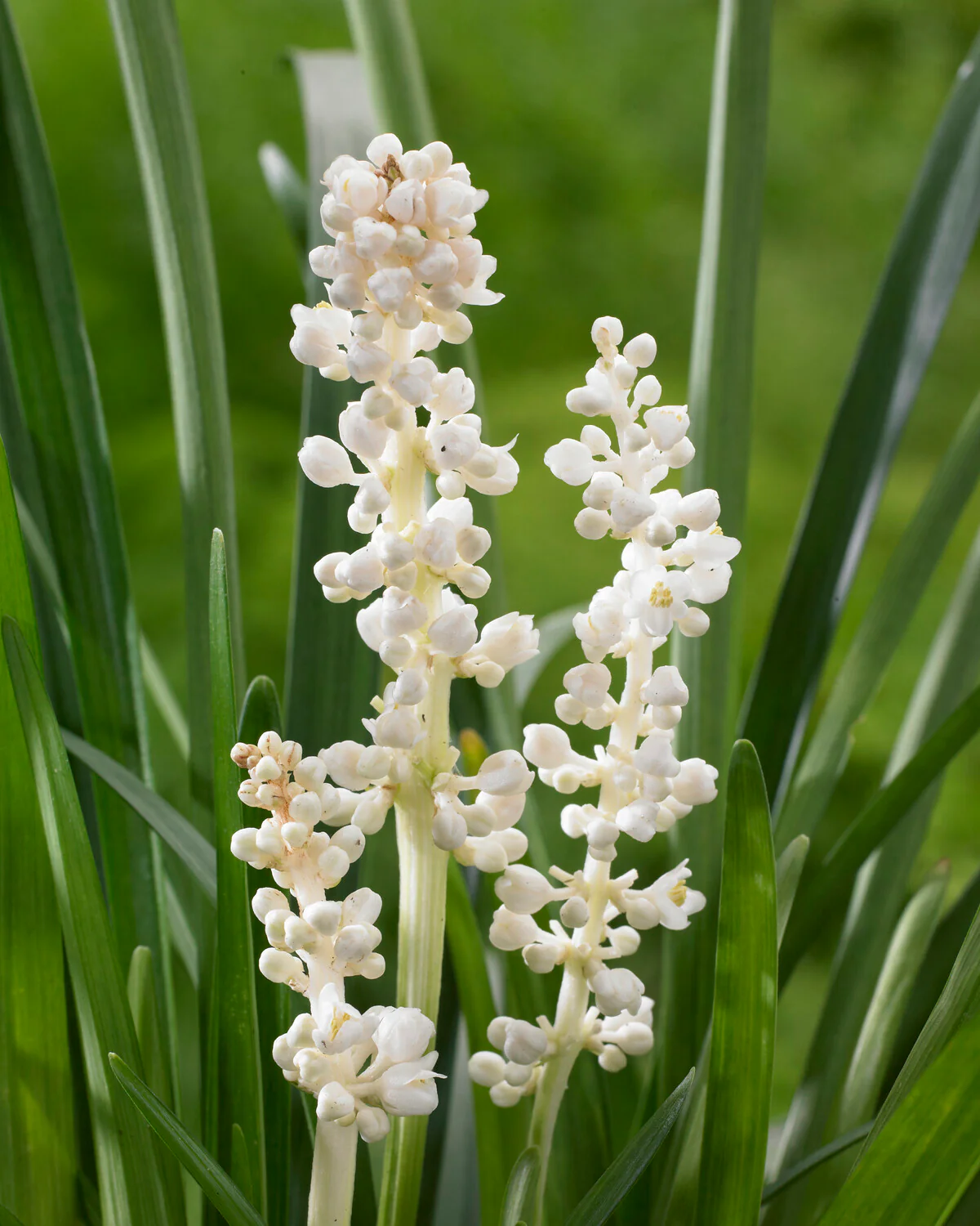 Liriope 'Monroe White' - Image 2