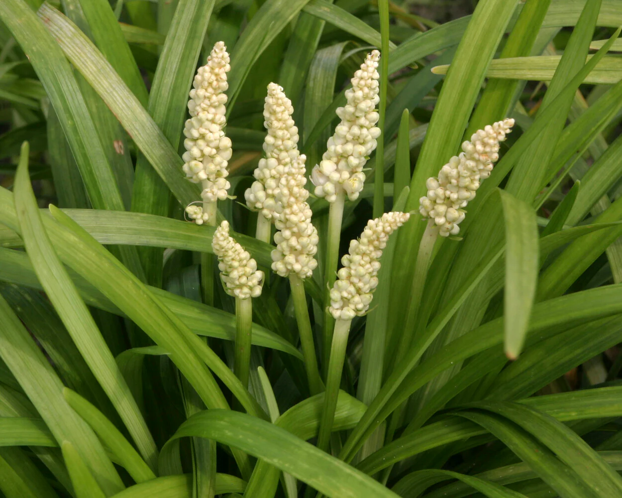 Liriope 'Monroe White' - Image 3