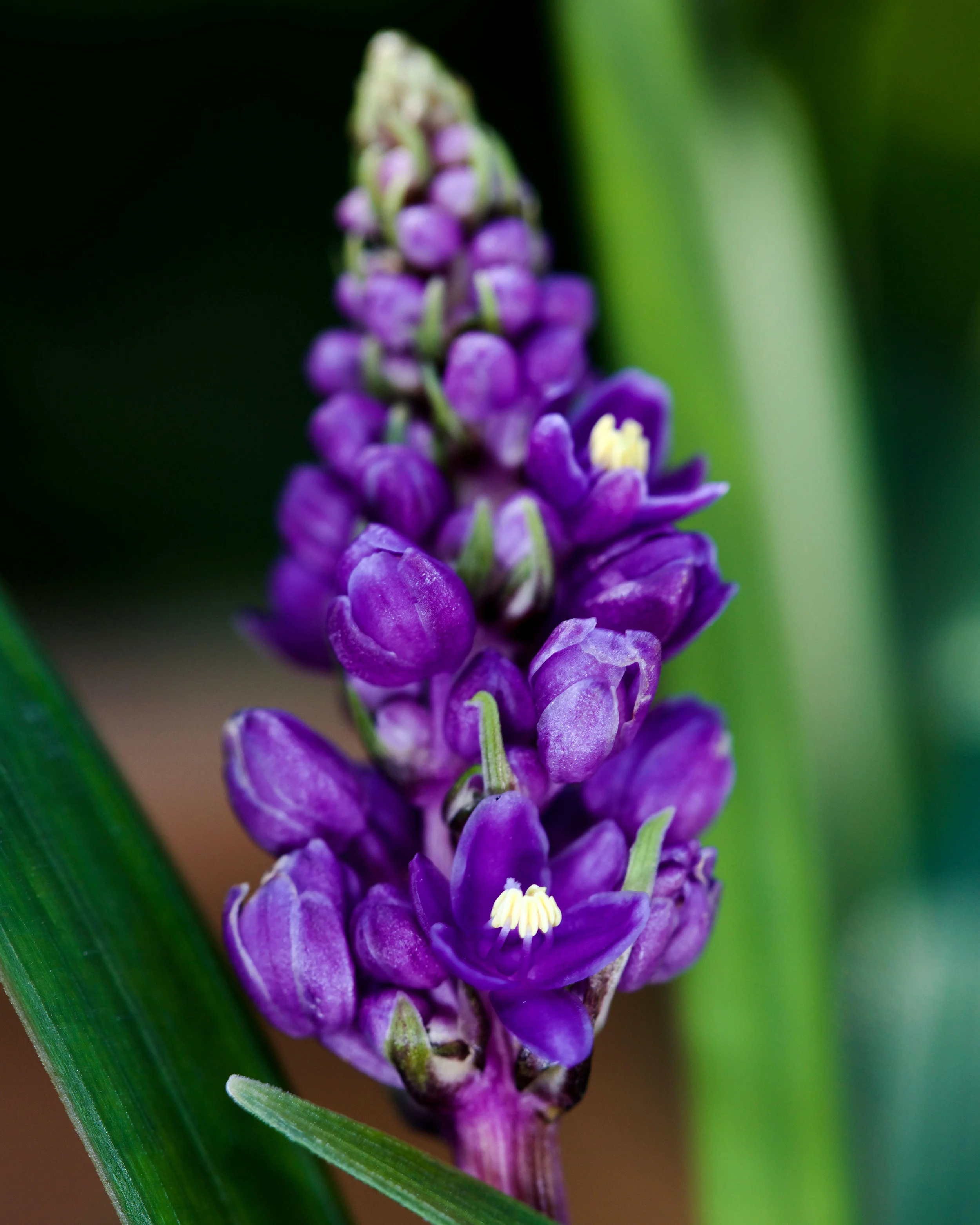 Liriope 'Royal Purple' - Image 7