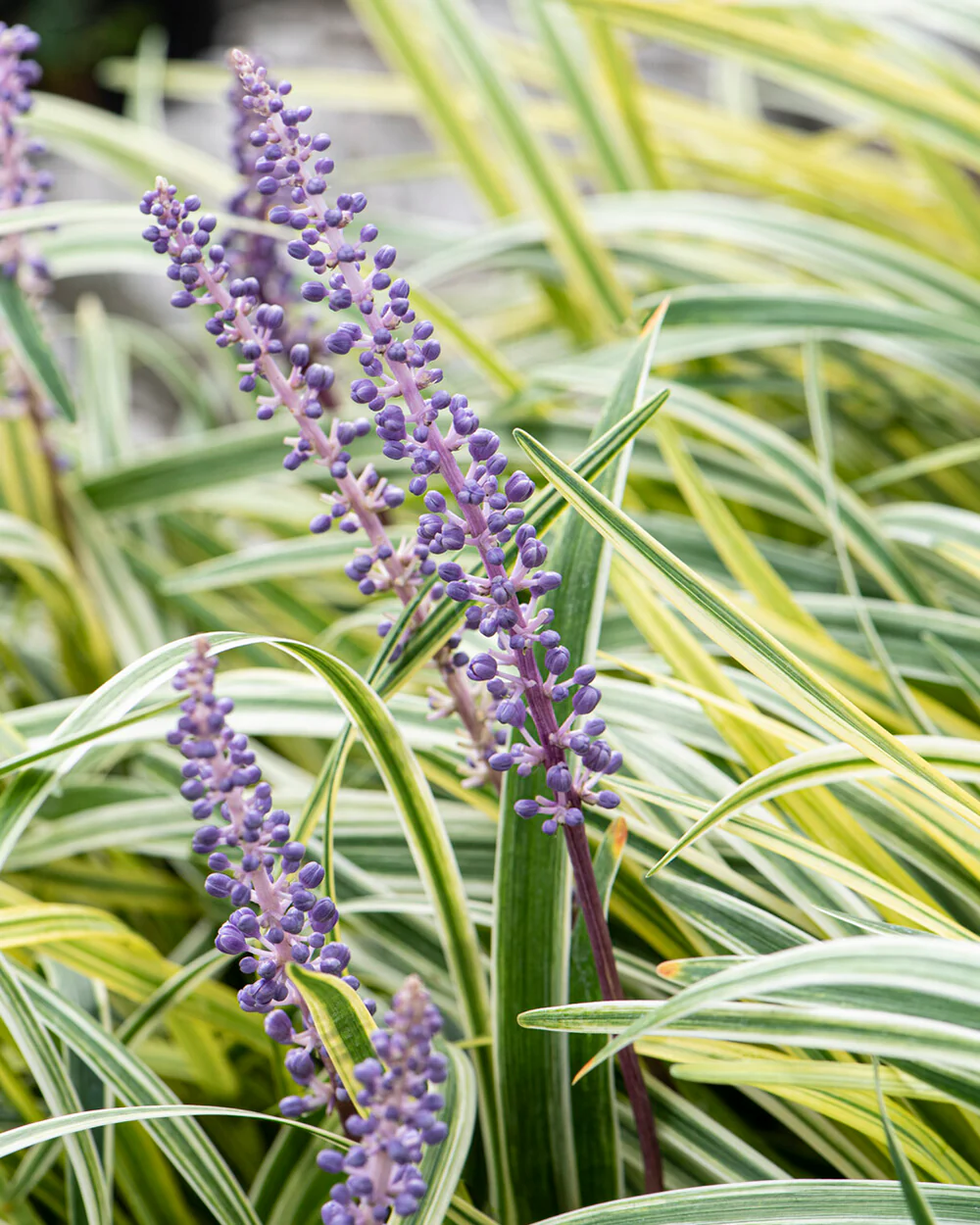 Liriope 'Silvery Sunproof' - Image 2