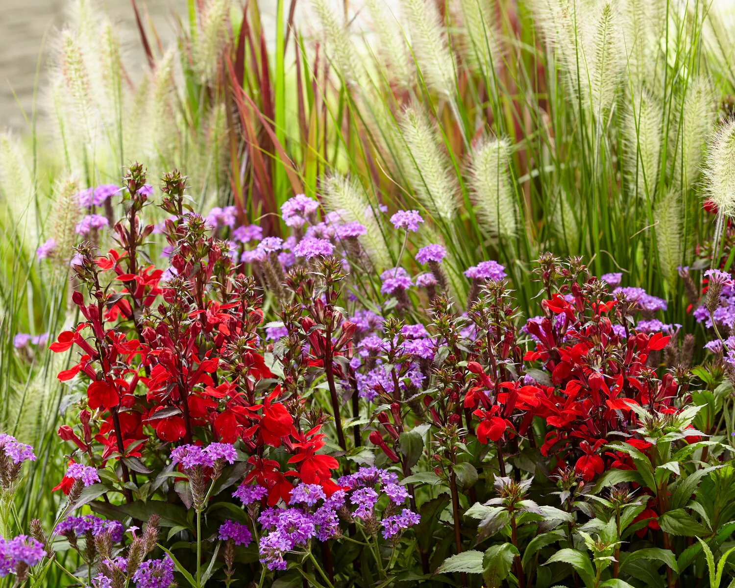 Lobelia 'Fan Scarlet' - Image 2