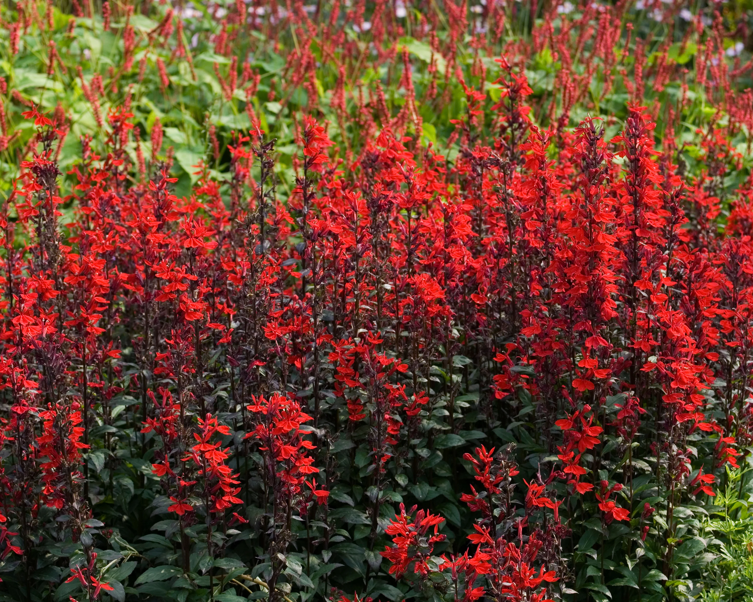 Lobelia 'Fan Scarlet' - Image 5