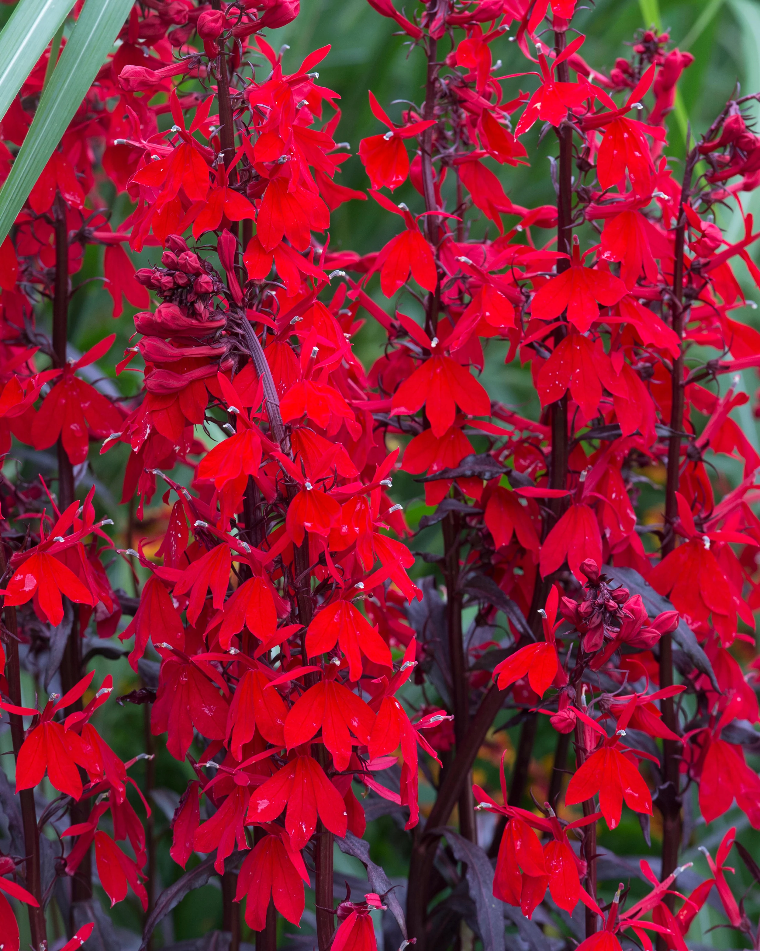 Lobelia 'Fan Scarlet' - Image 6