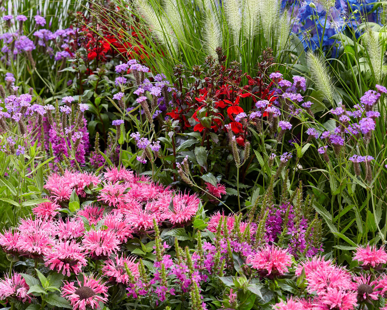 Lobelia 'Fan Scarlet' - Image 7