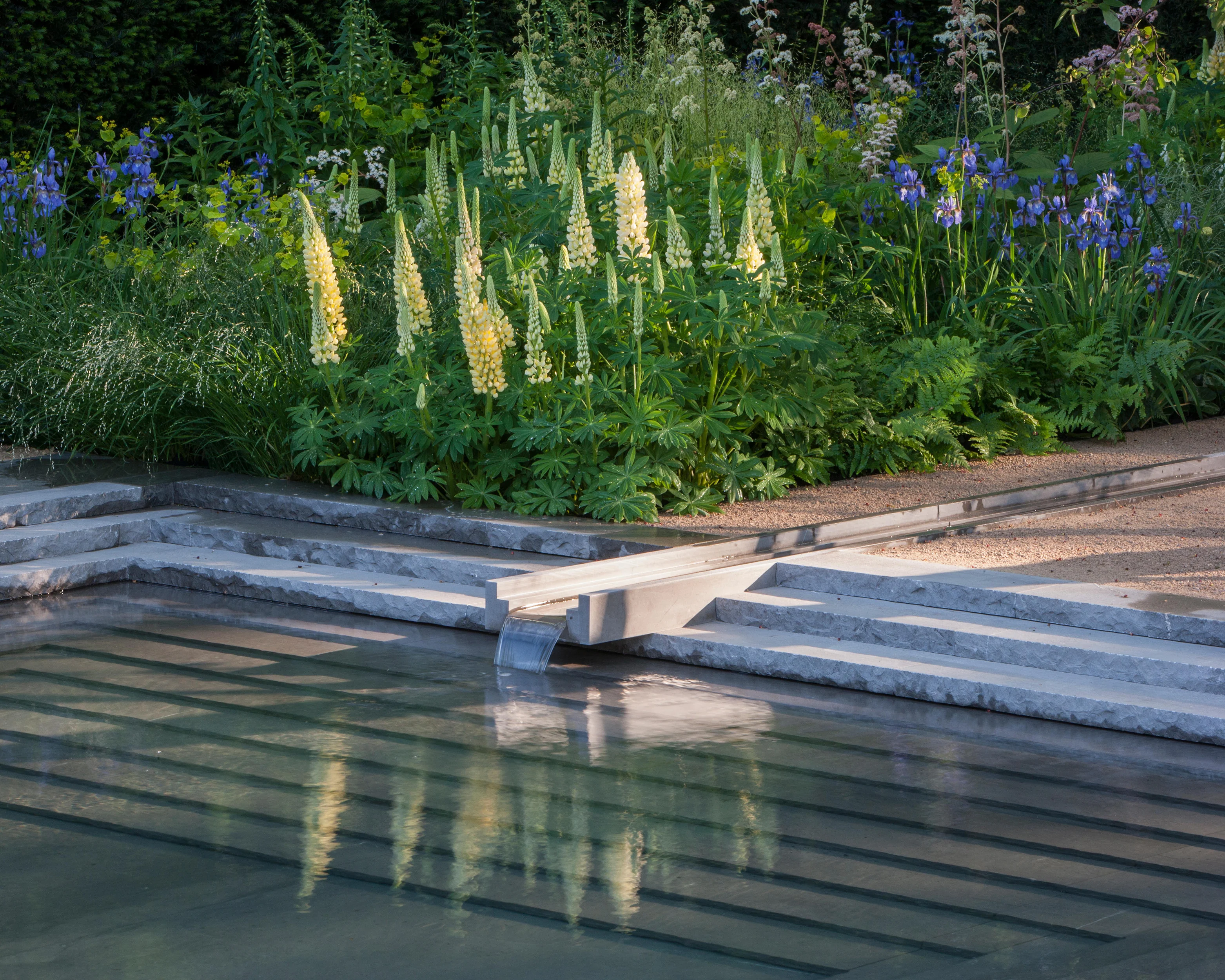 Lupinus 'Cashmere Cream' - Image 11