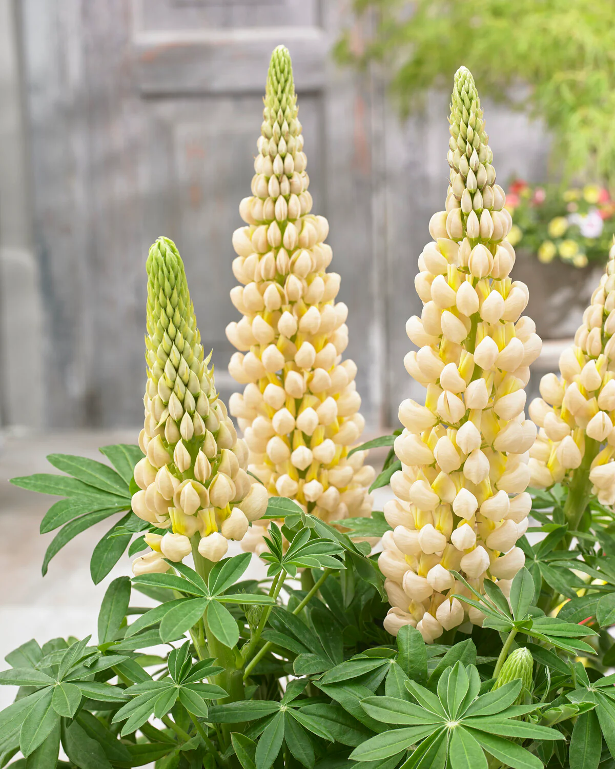 Lupinus 'Cashmere Cream' - Image 2