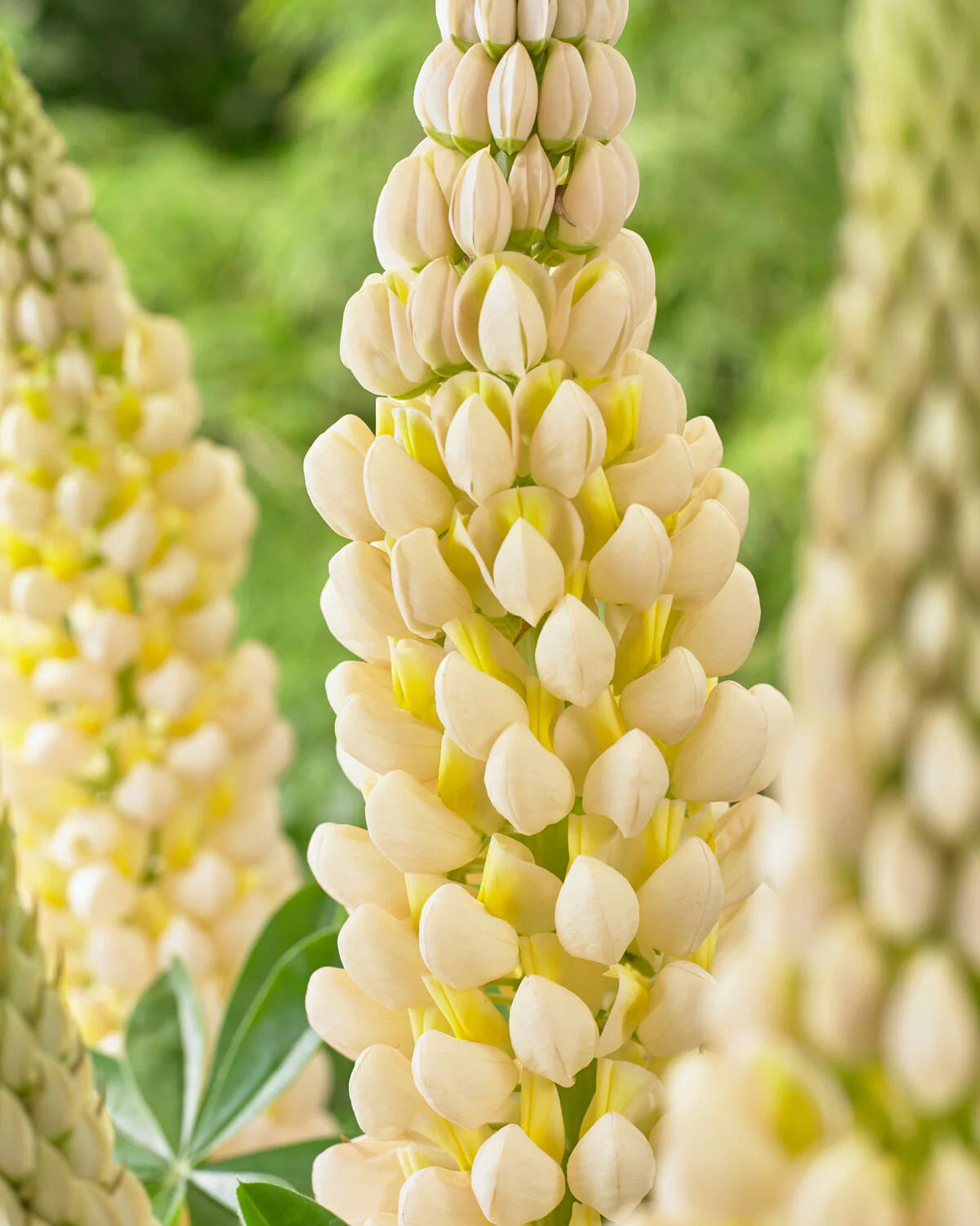 Lupinus 'Cashmere Cream' - Image 4
