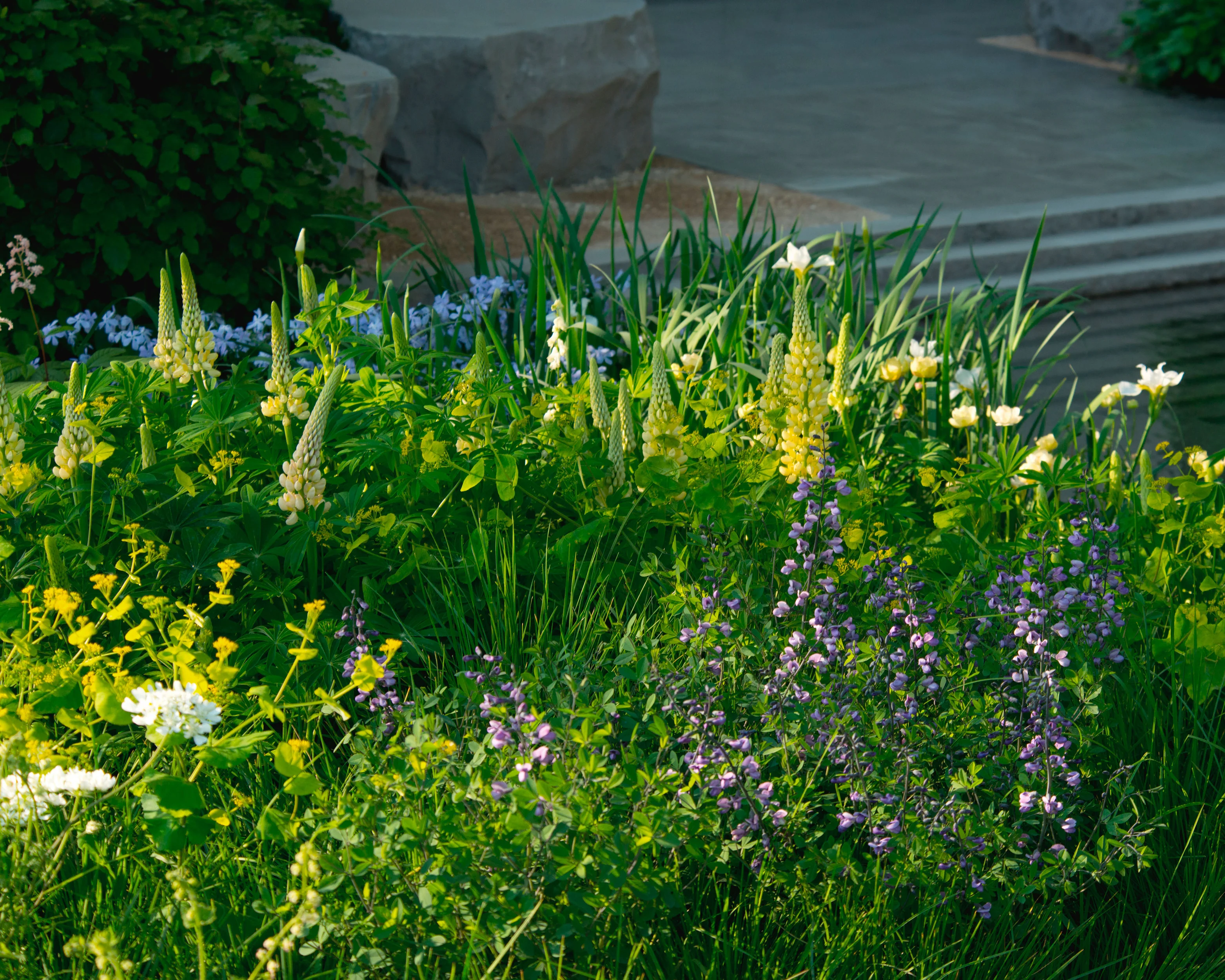 Lupinus 'Cashmere Cream' - Image 7