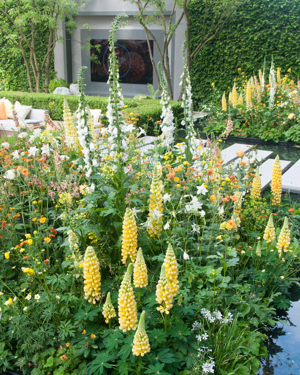 Lupinus 'Desert Sun' - Image 10