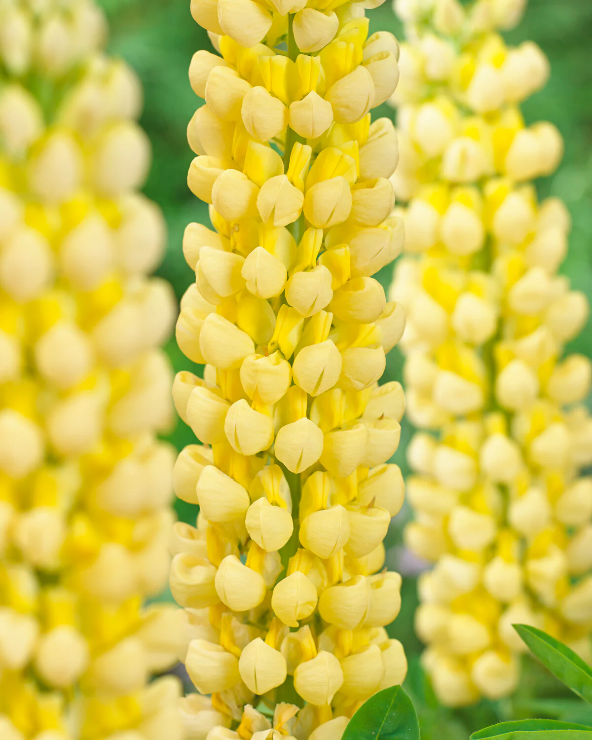 Lupinus 'Desert Sun' - Image 2