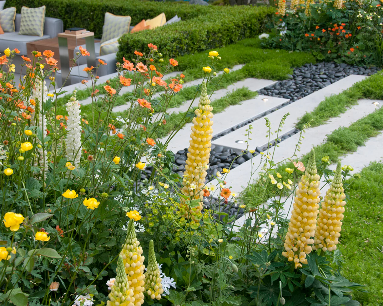 Lupinus 'Desert Sun' - Image 5