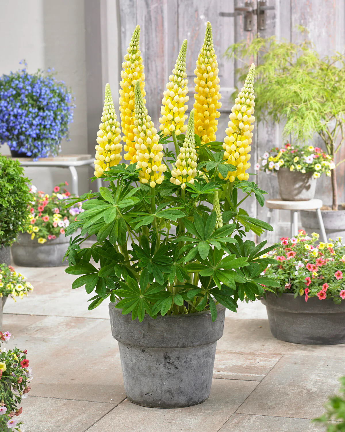Lupinus 'Desert Sun' - Image 6