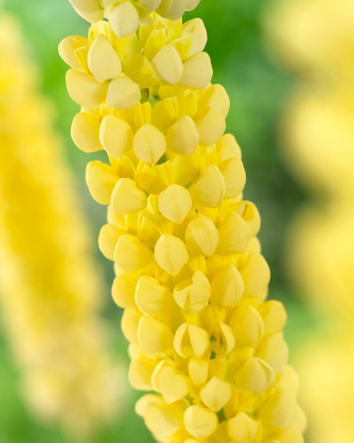 Lupinus 'Desert Sun' - Image 7