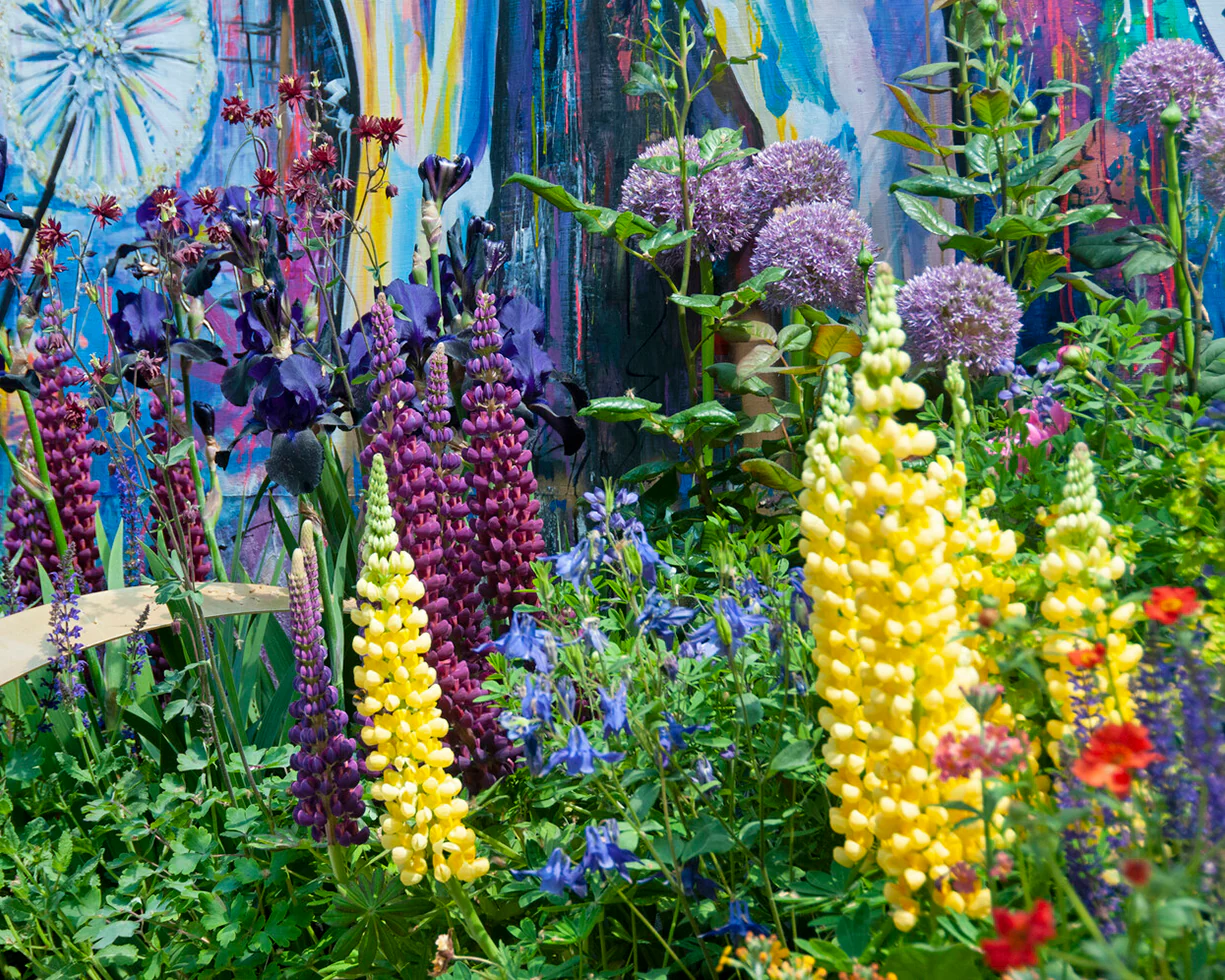 Lupinus 'Desert Sun' - Image 9