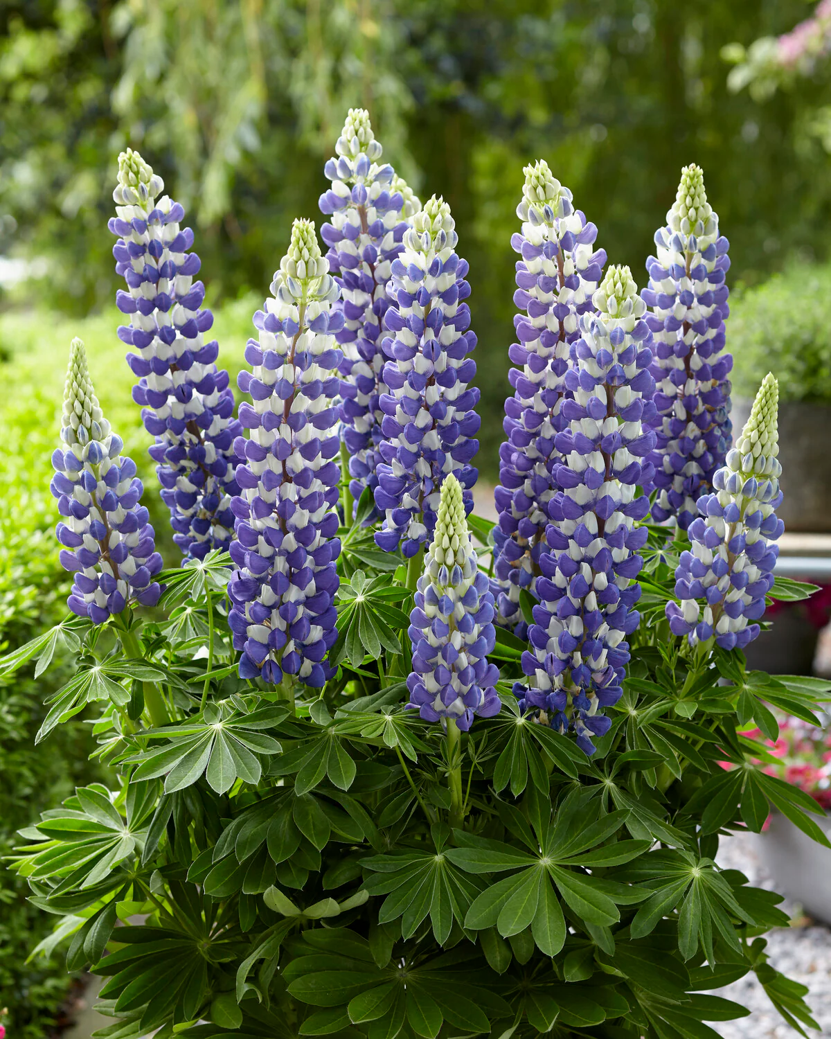 Lupinus 'King Canute' - Image 10