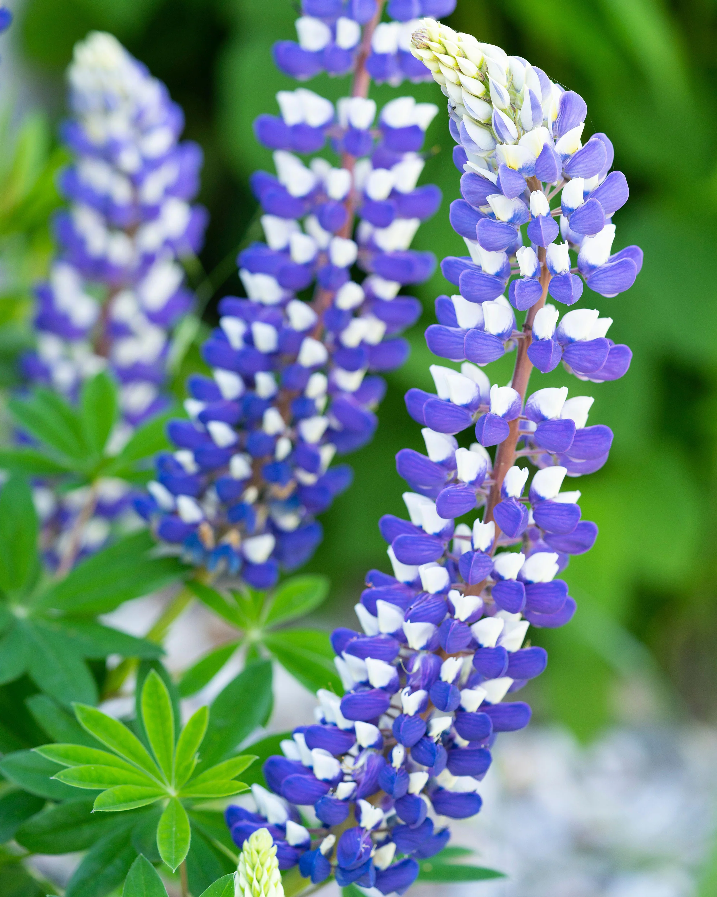 Lupinus 'King Canute' - Image 2