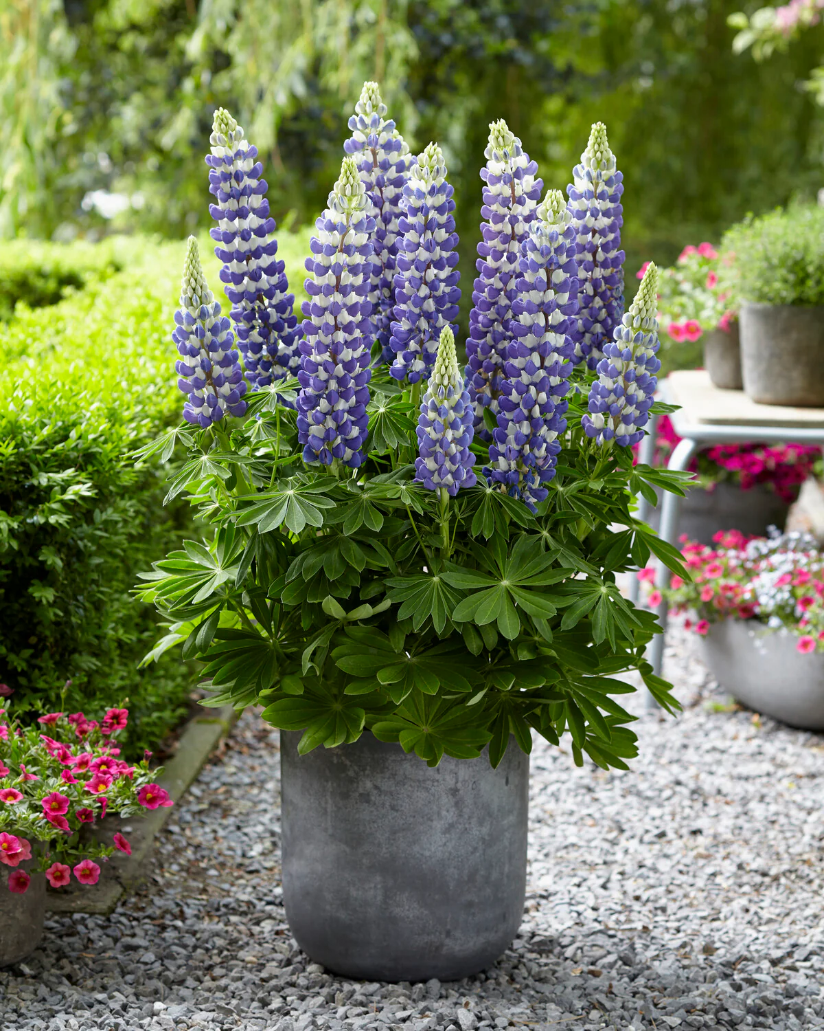 Lupinus 'King Canute' - Image 3