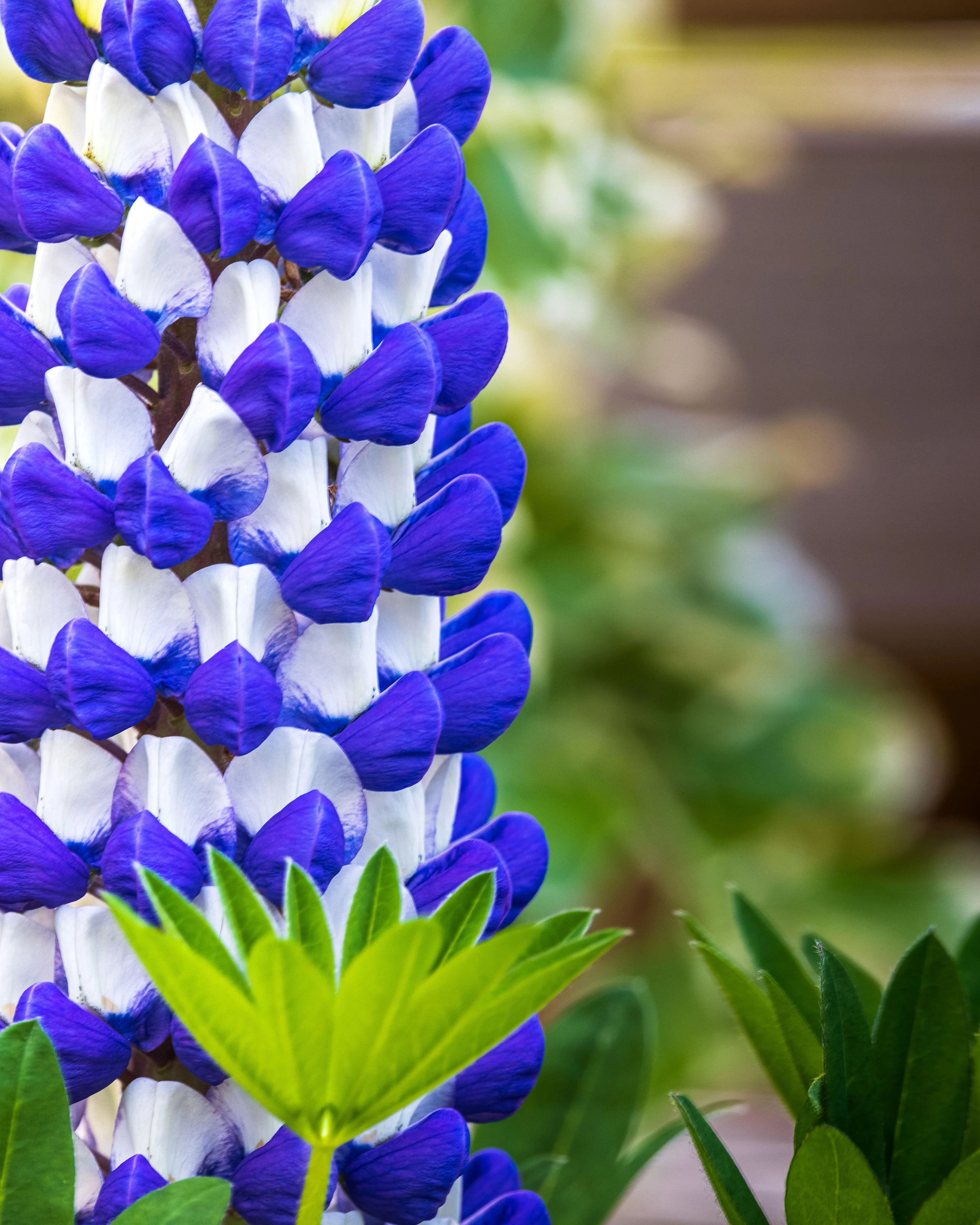Lupinus 'King Canute' - Image 4