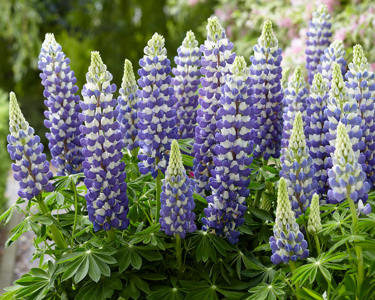 Lupinus 'King Canute' - Image 5