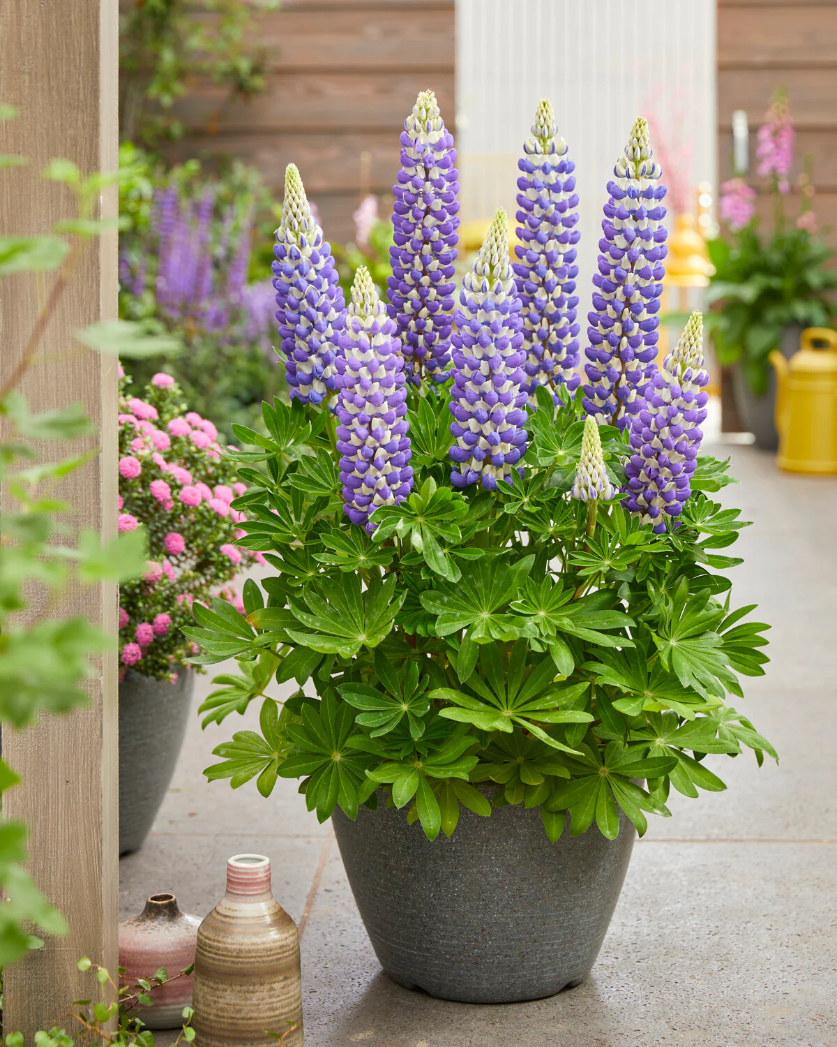 Lupinus 'King Canute' - Image 8