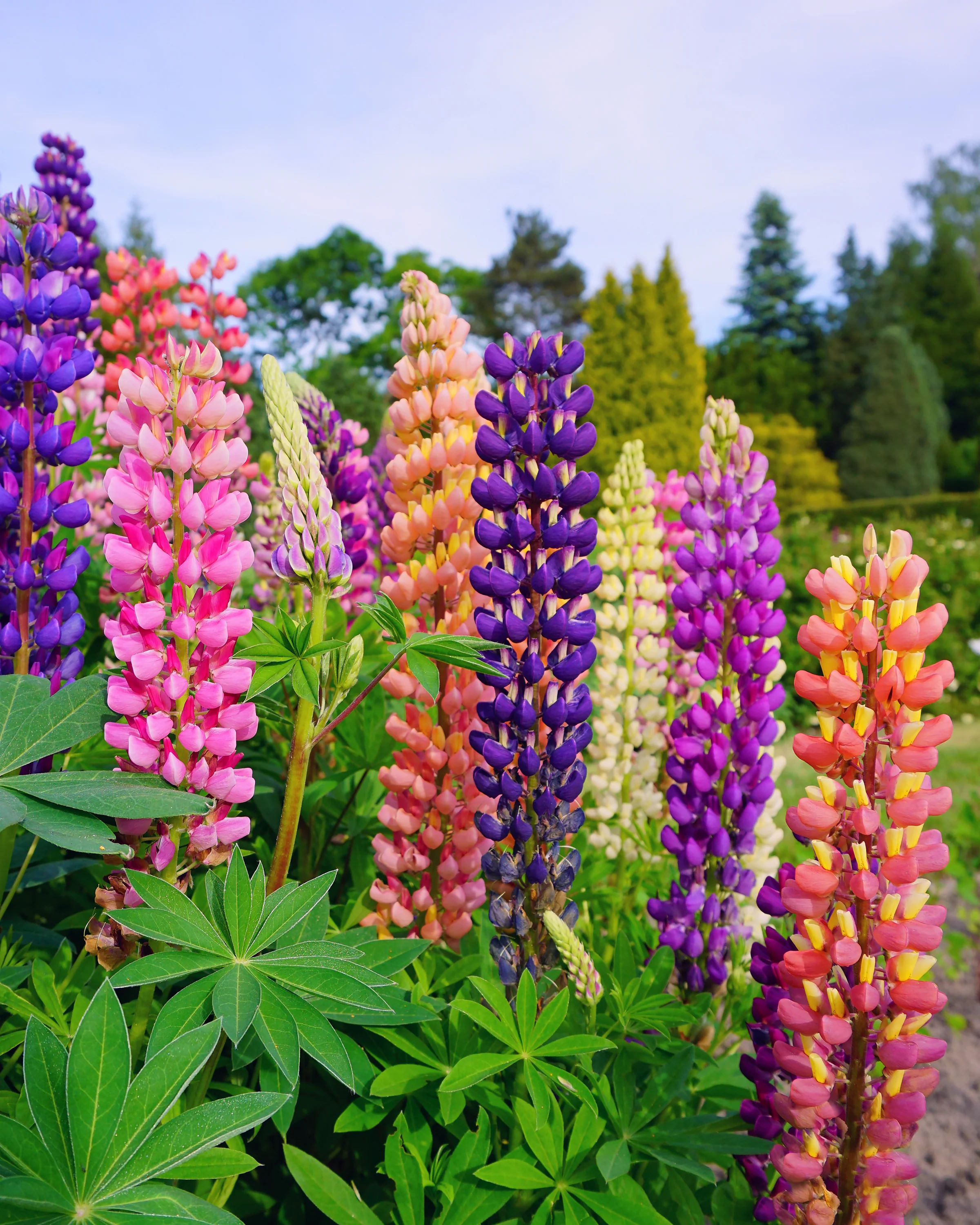 Lupinus 'Mosaic Mix' - Image 11