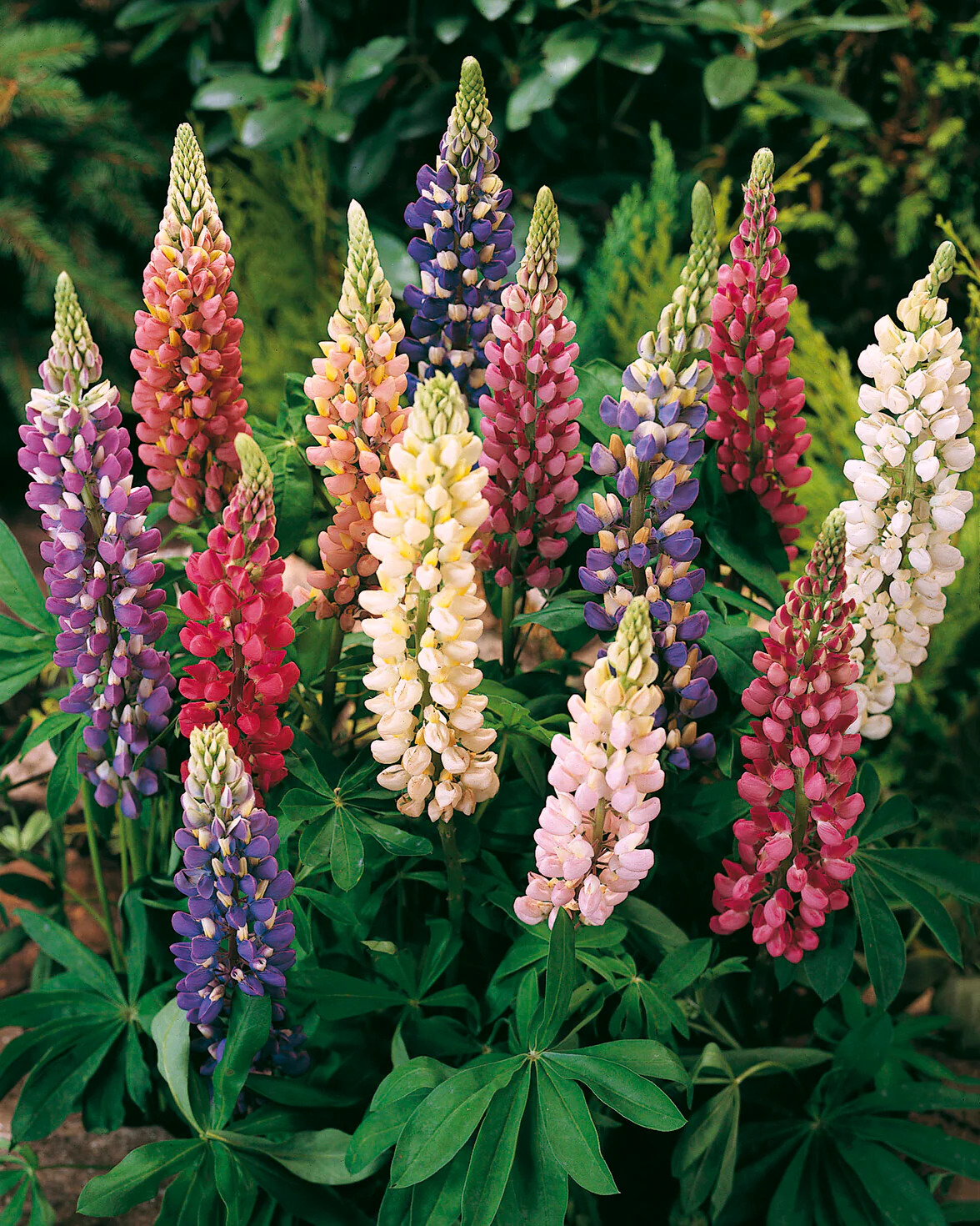 Lupinus 'Mosaic Mix' - Image 12