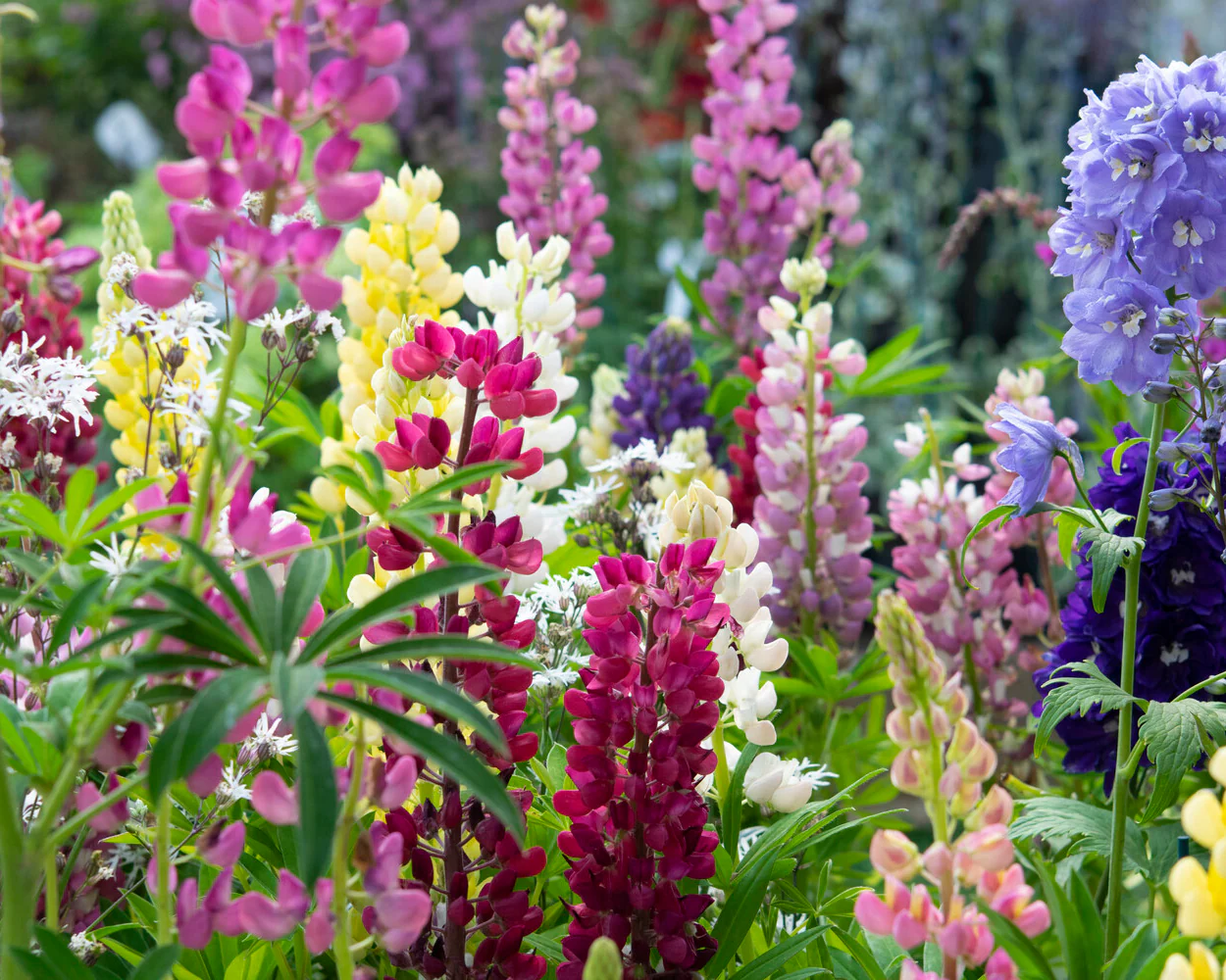 Lupinus 'Mosaic Mix' - Image 2