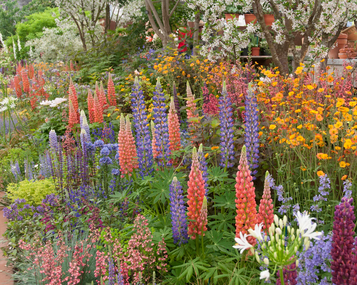 Lupinus 'Mosaic Mix' - Image 7