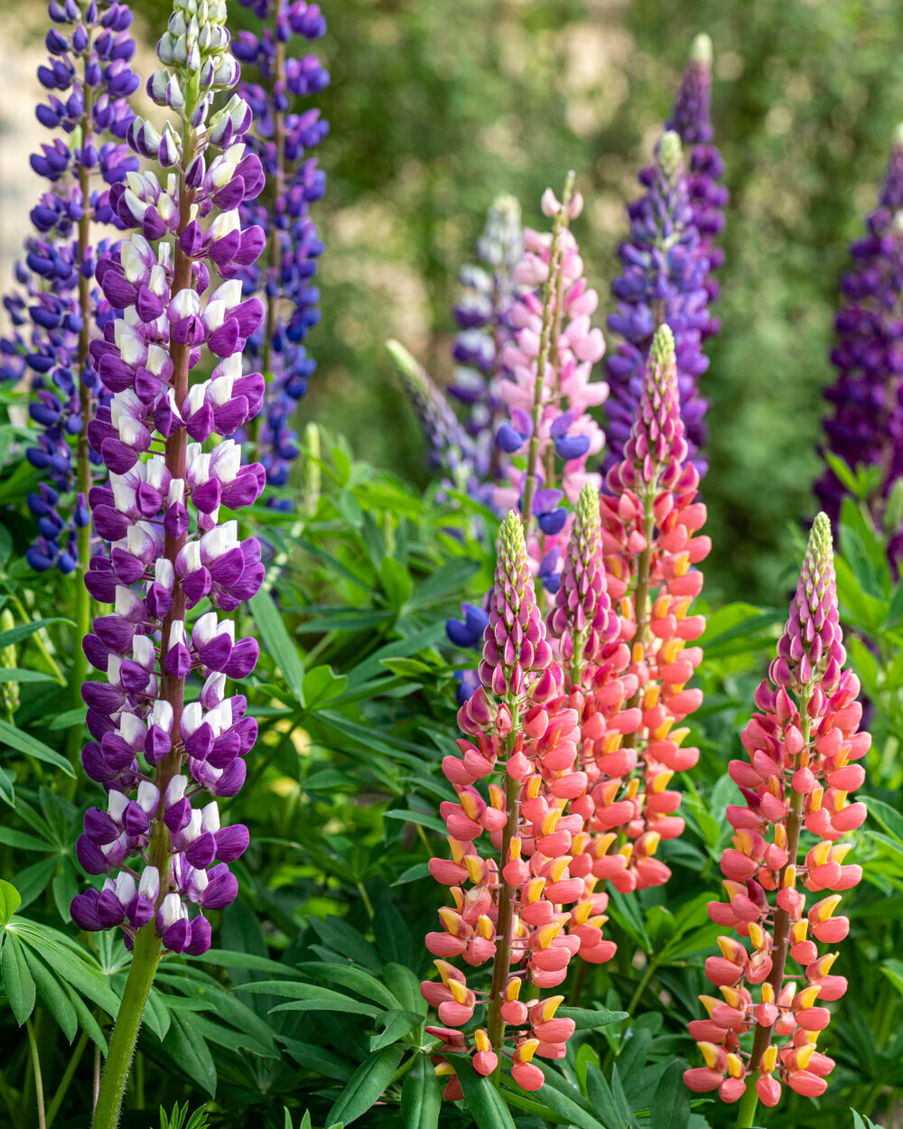 Lupinus 'Mosaic Mix' - Image 8