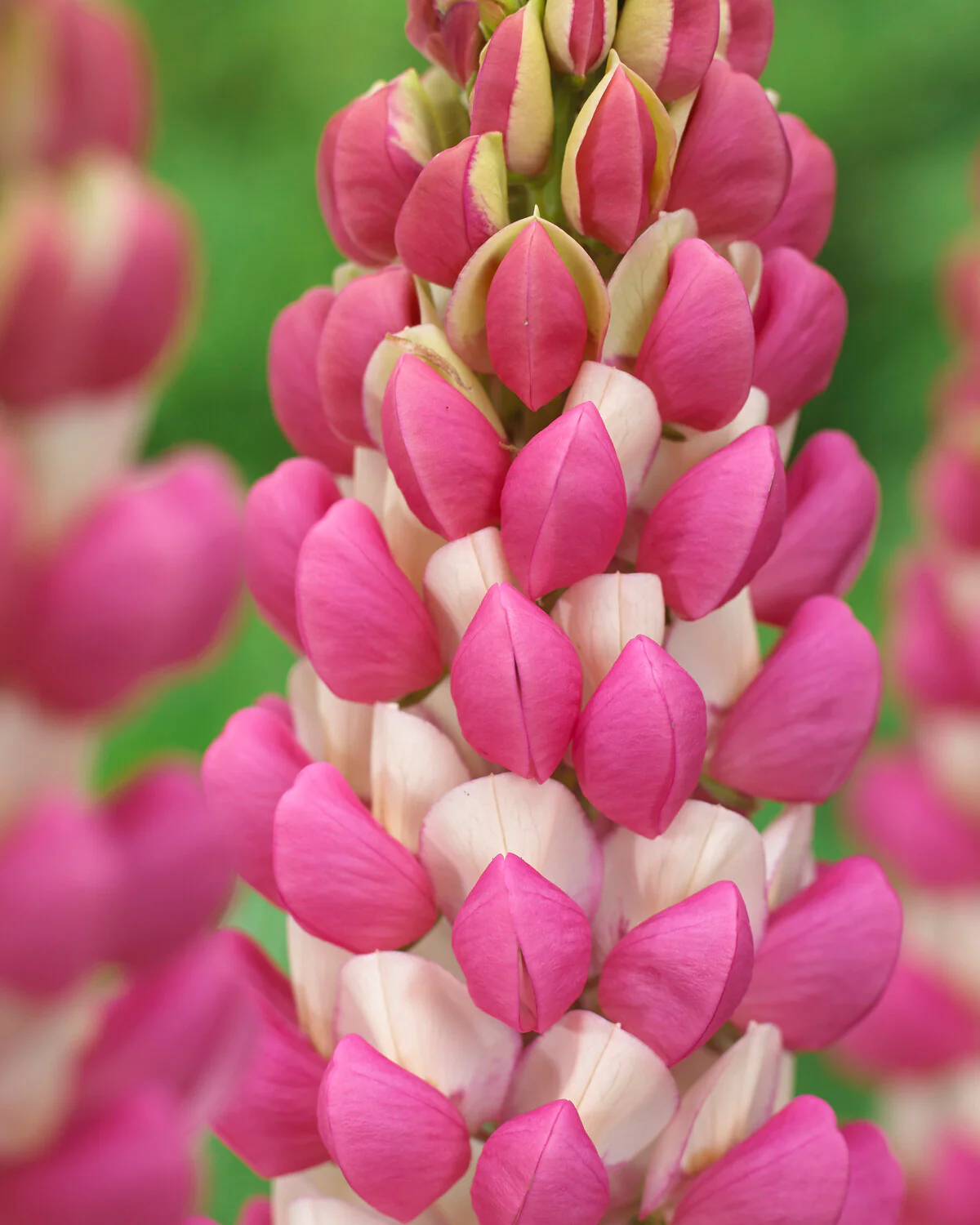 Lupinus 'Rachel de Thame' - Image 2
