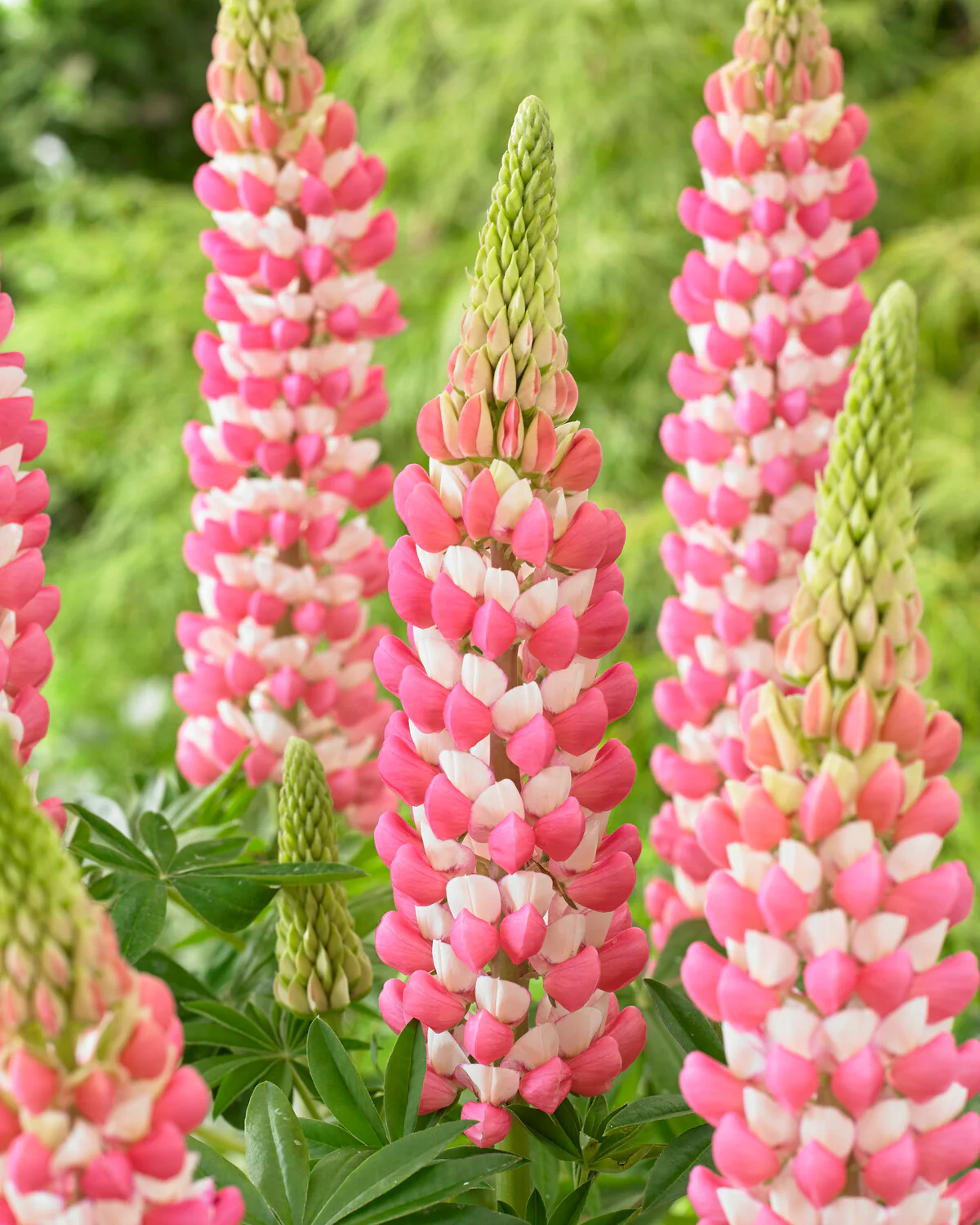 Lupinus 'Rachel de Thame' - Image 3