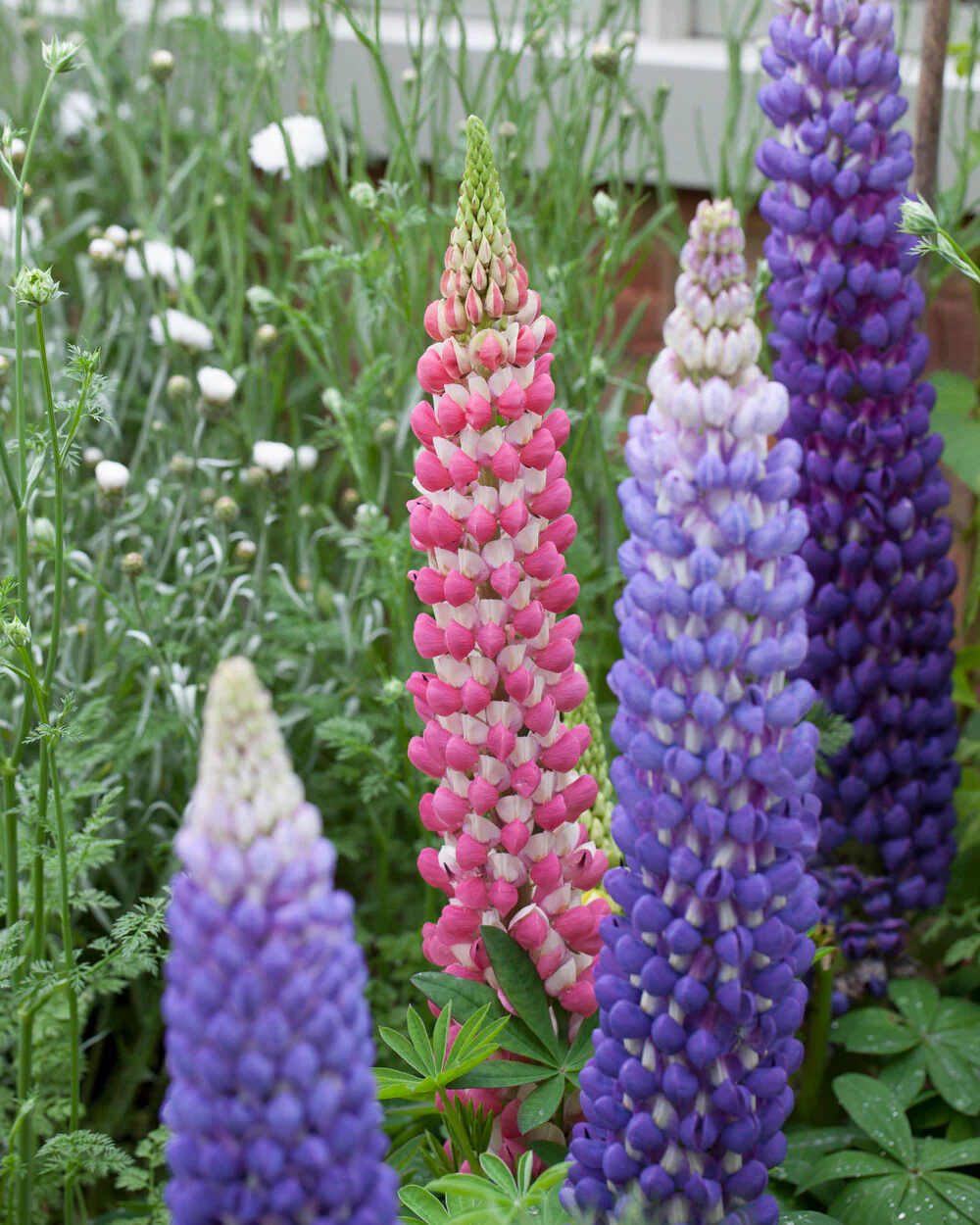Lupinus 'Rachel de Thame' - Image 4