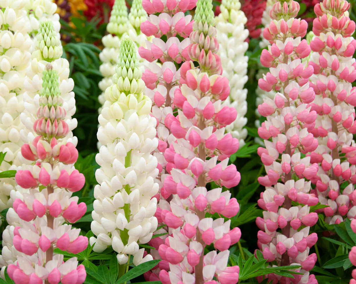 Lupinus 'Rachel de Thame' - Image 7