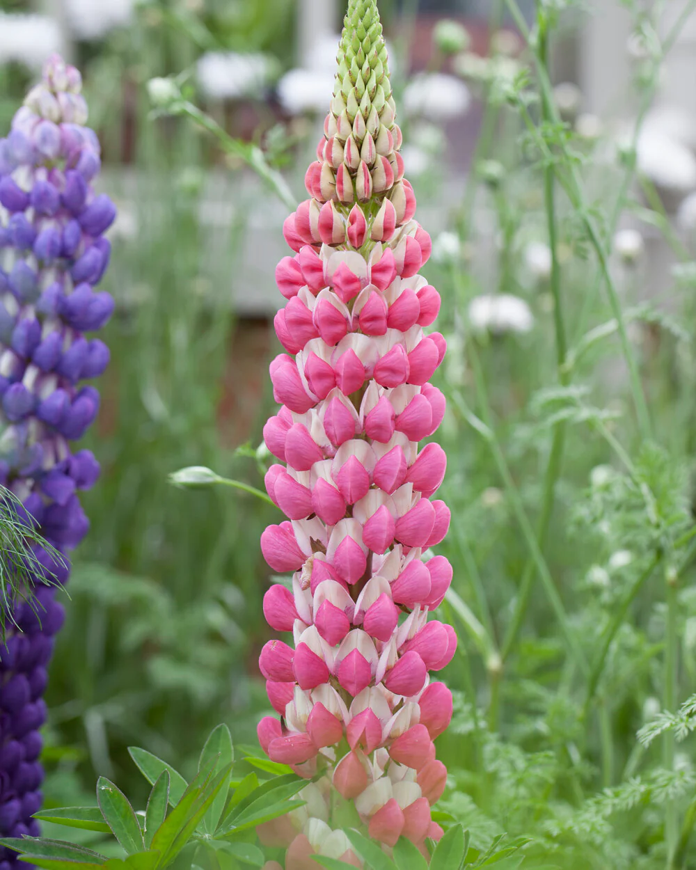 Lupinus 'Rachel de Thame' - Image 8