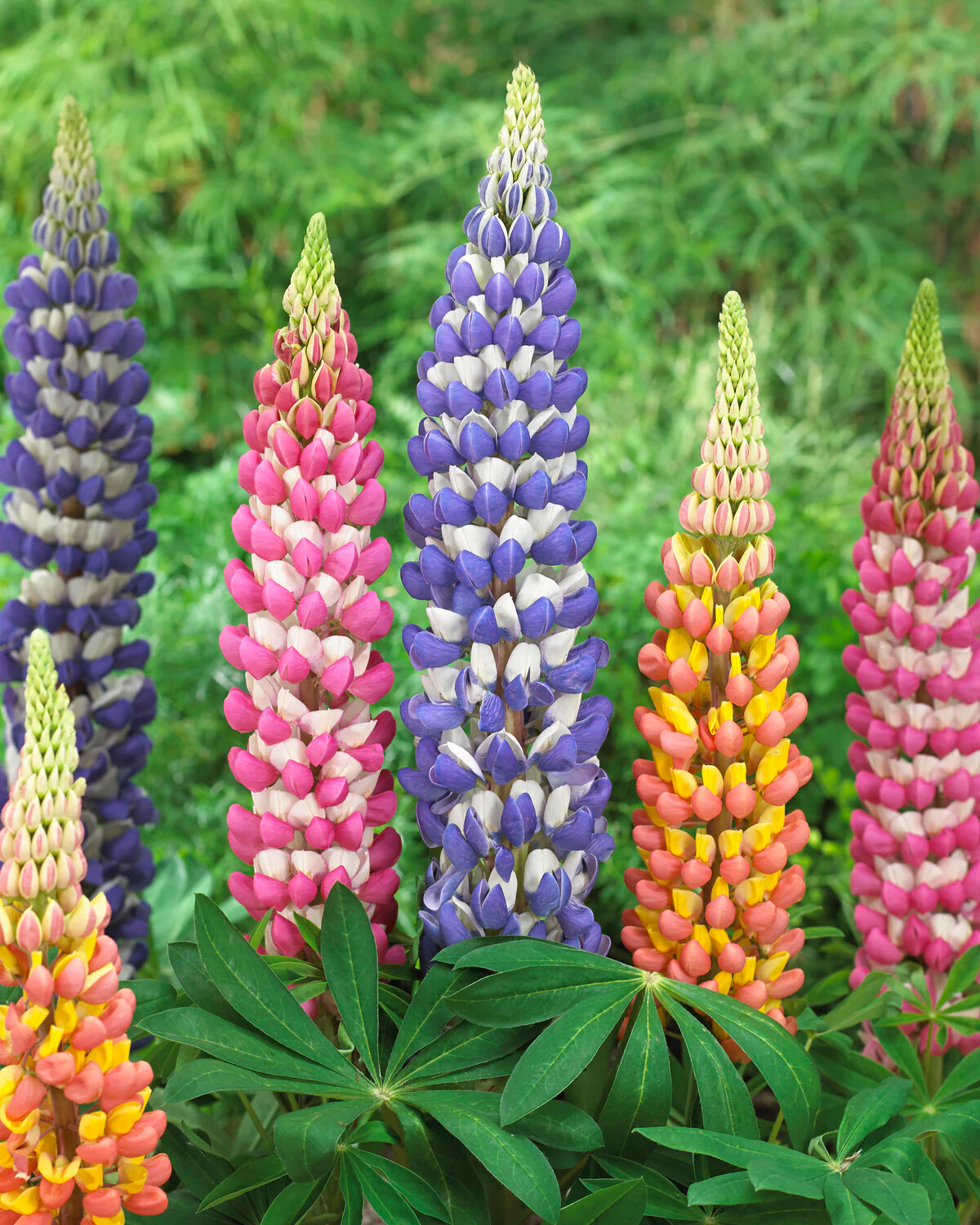 Lupinus 'Rachel de Thame' - Image 9