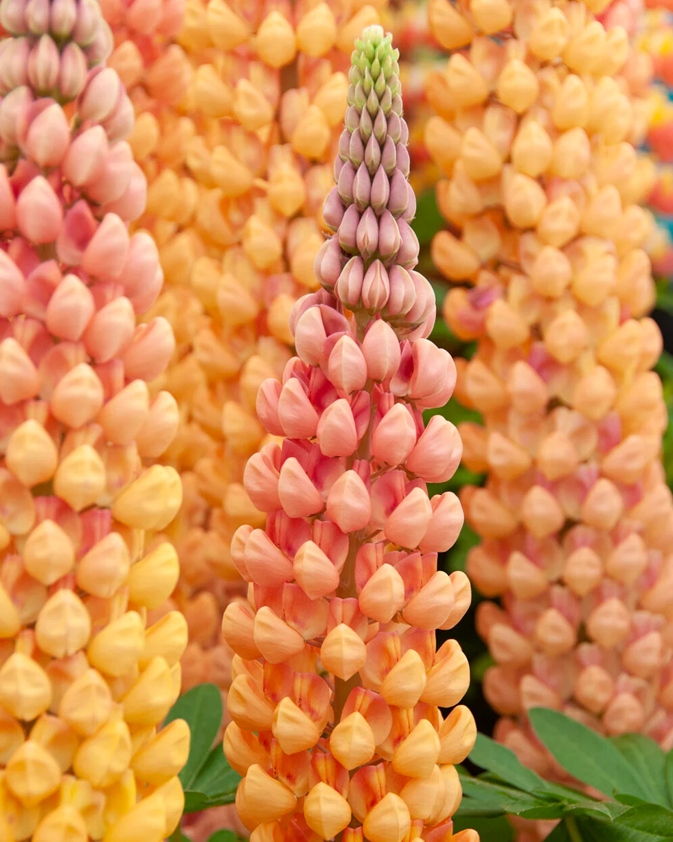 Lupinus 'Salmon Star' - Image 10