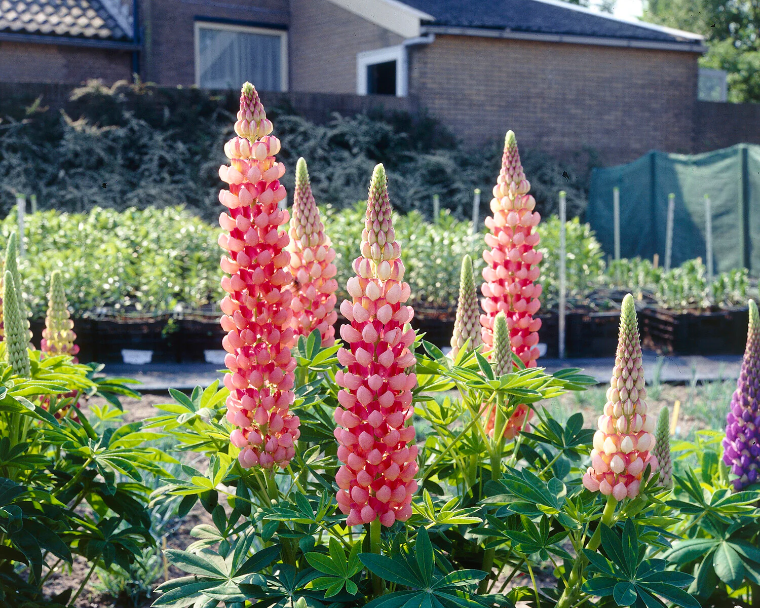 Lupinus 'Salmon Star' - Image 4