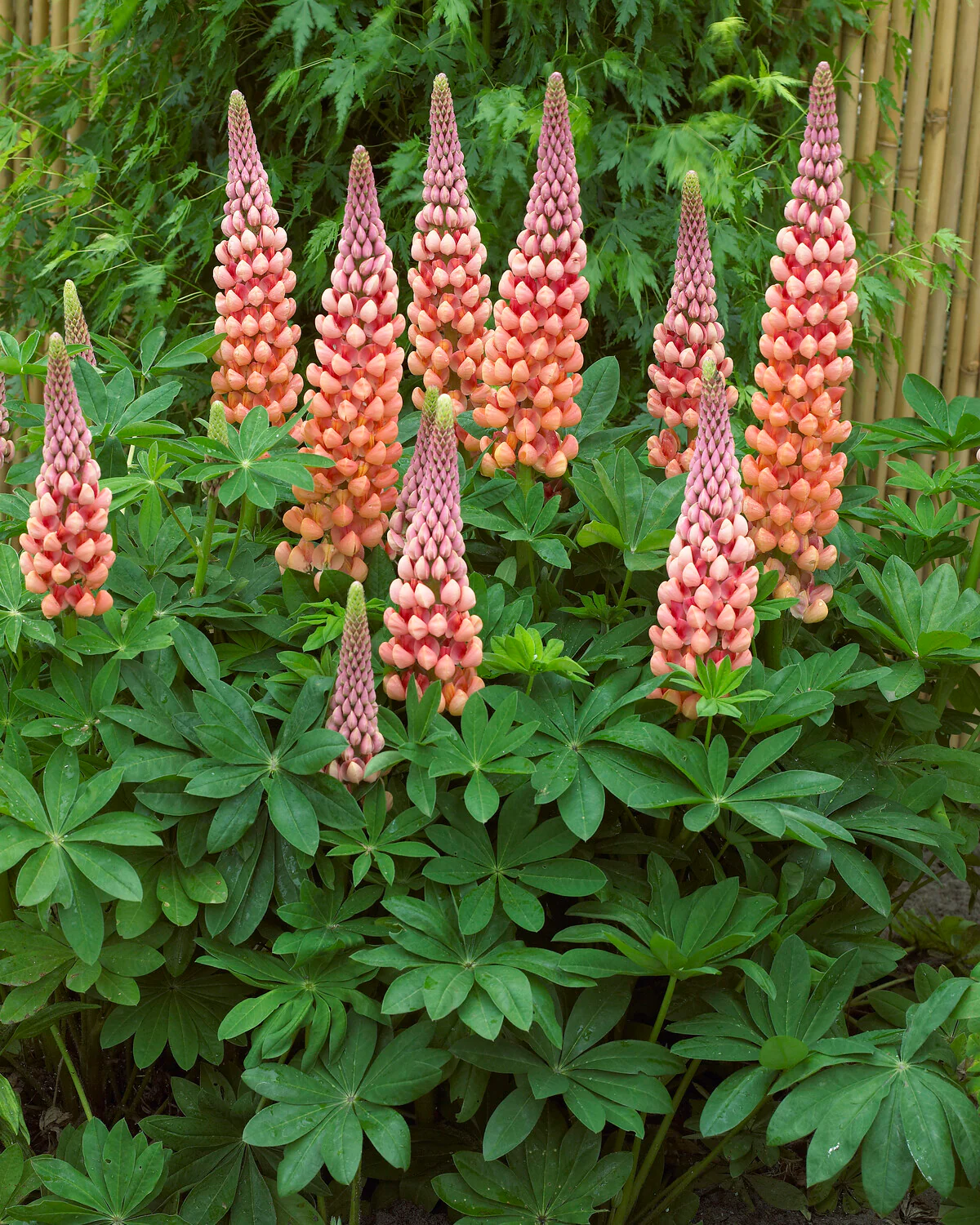 Lupinus 'Salmon Star' - Image 7