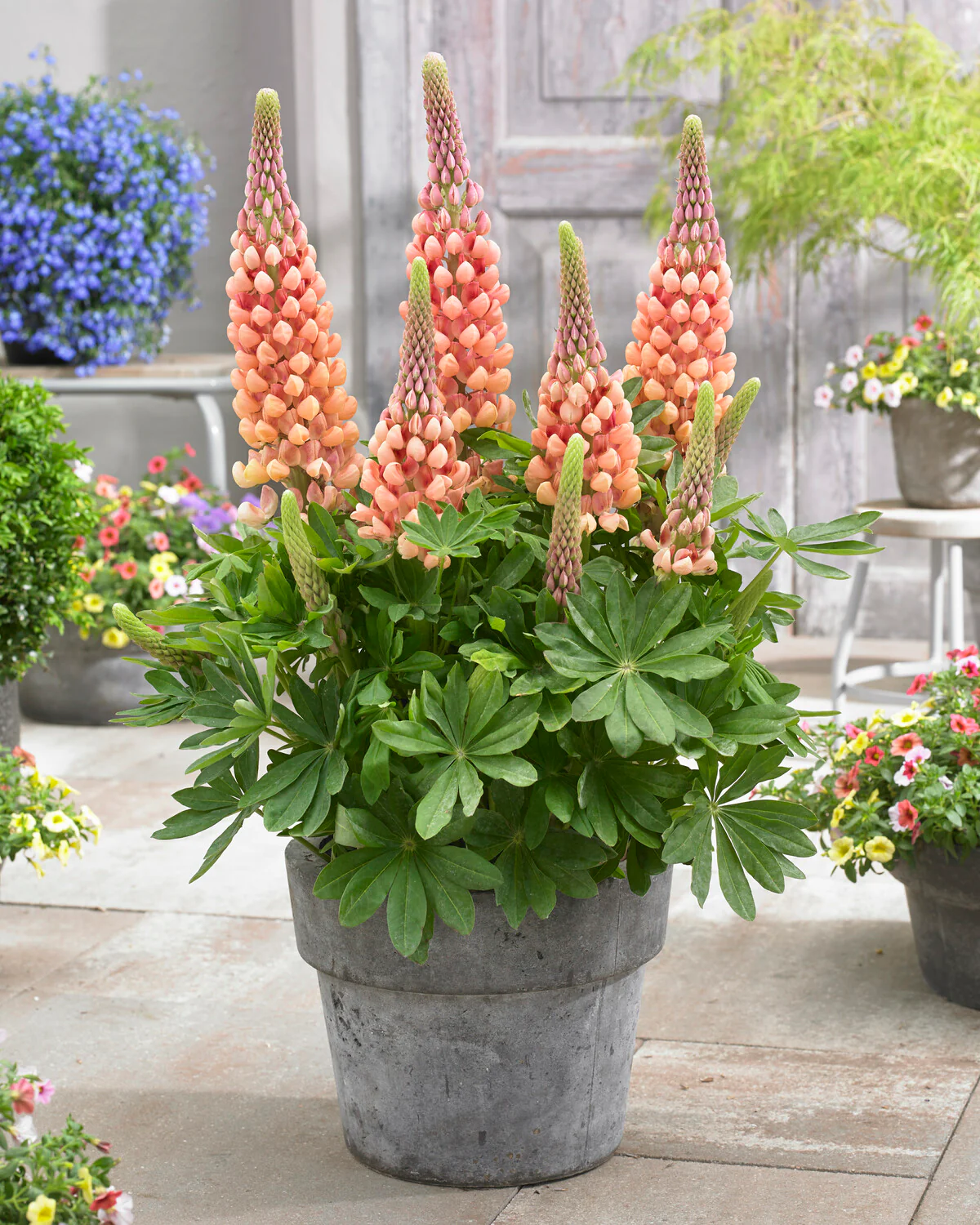 Lupinus 'Salmon Star' - Image 8