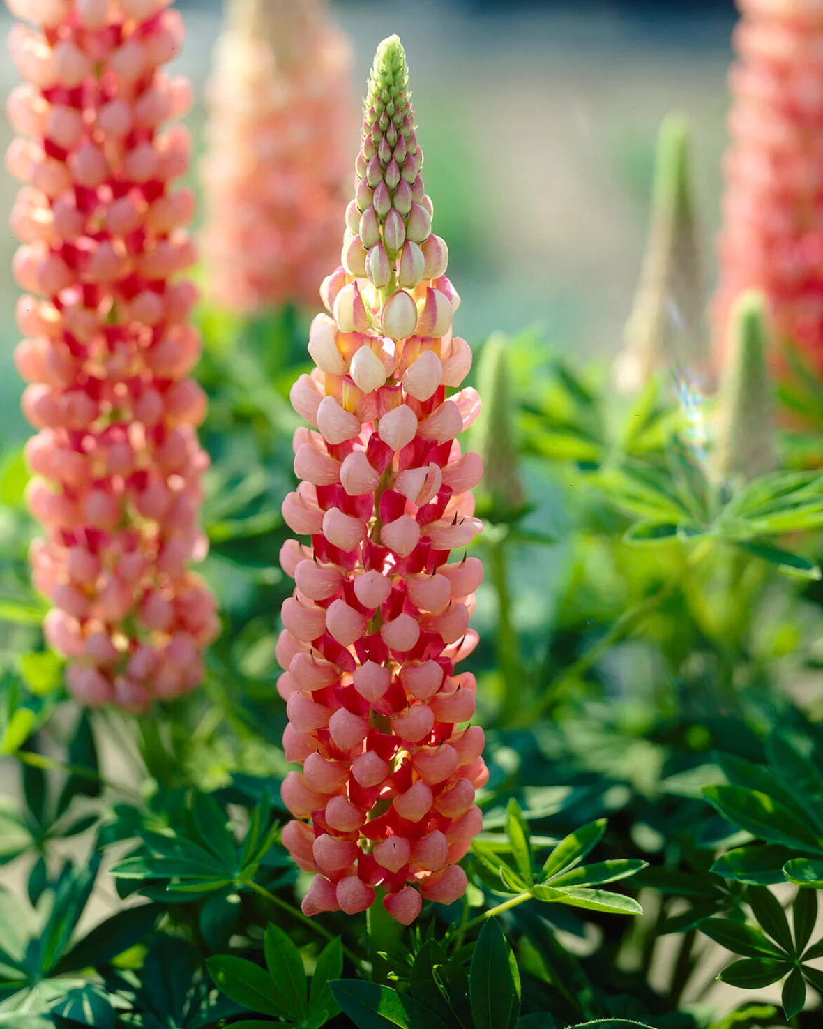 Lupinus 'Salmon Star' - Image 9
