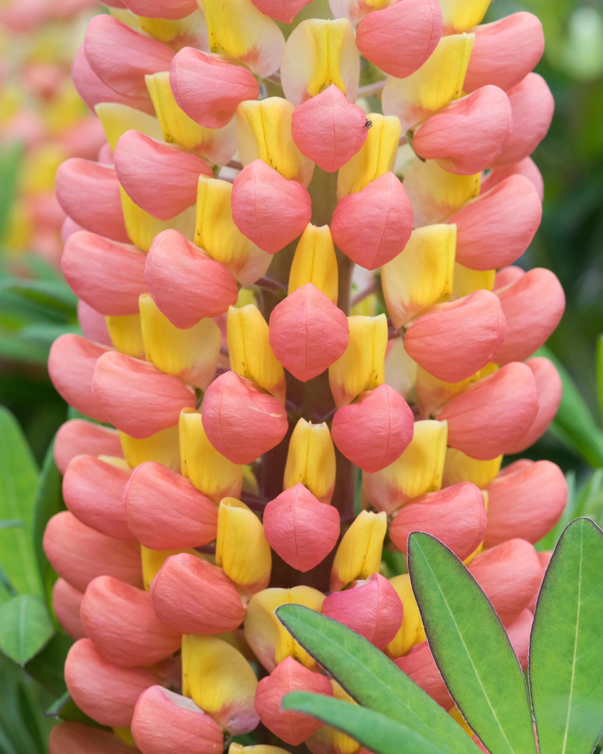 Lupinus 'Tequila Flame' - Image 3