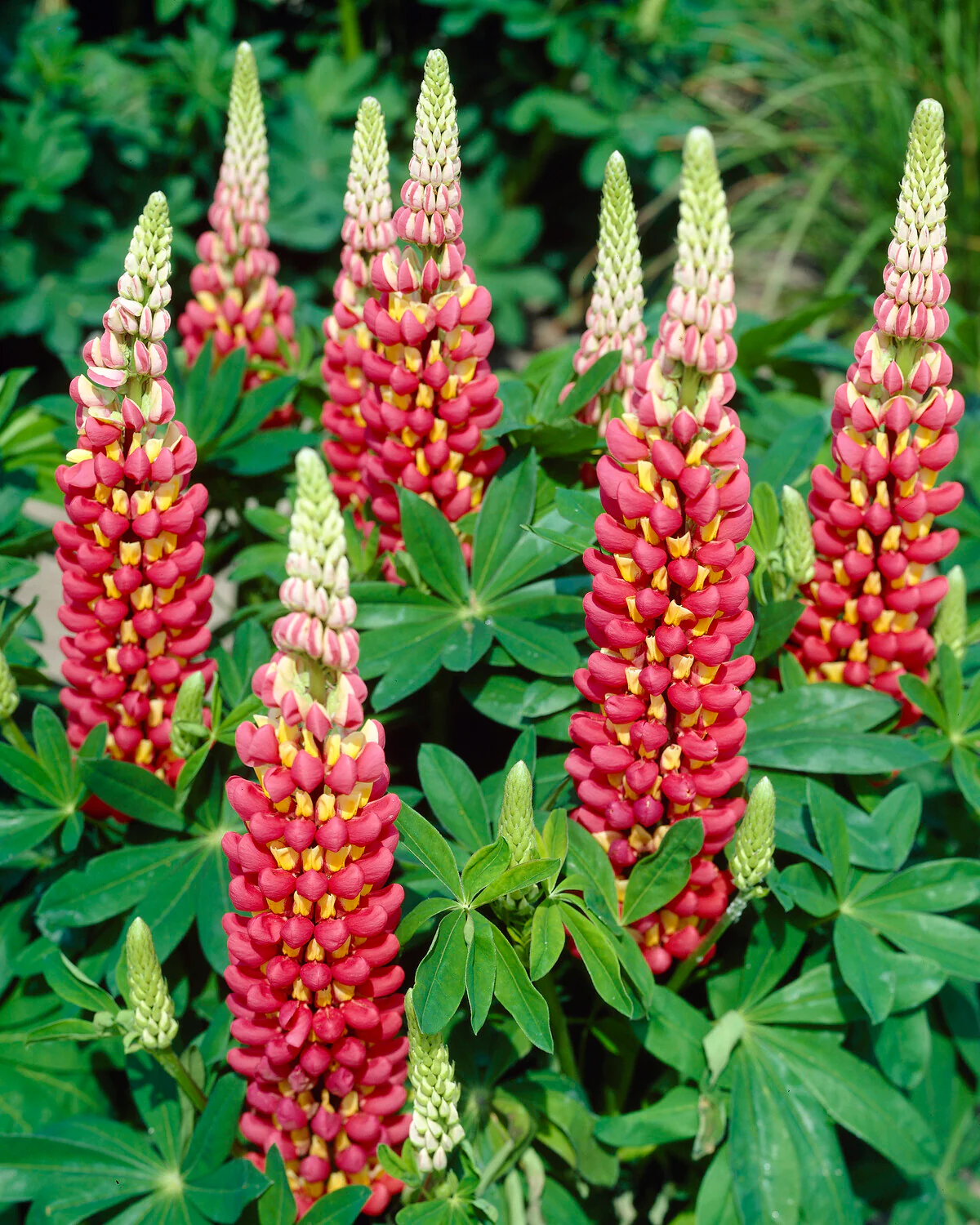 Lupinus 'Tequila Flame' - Image 4
